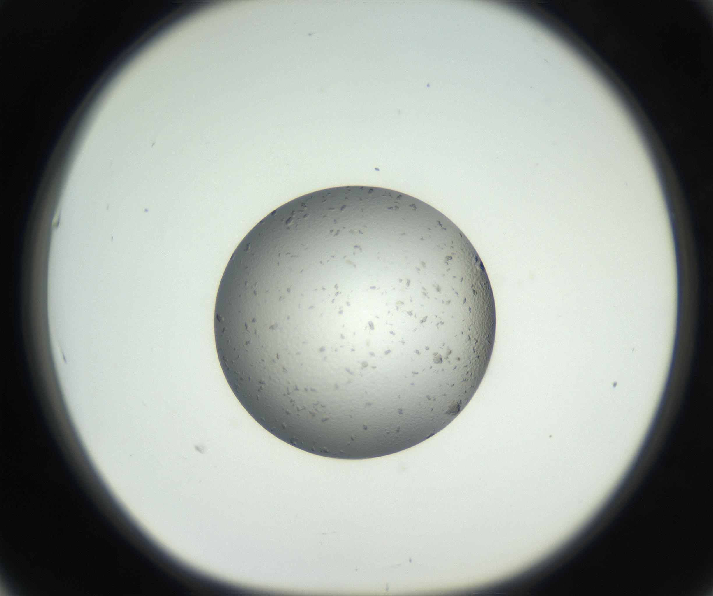 RI01_03_000_0212_Proj1_Clon1_MC_0000MC102654_007_160830_05_05_01_00_99_002_001_RAI.jpg