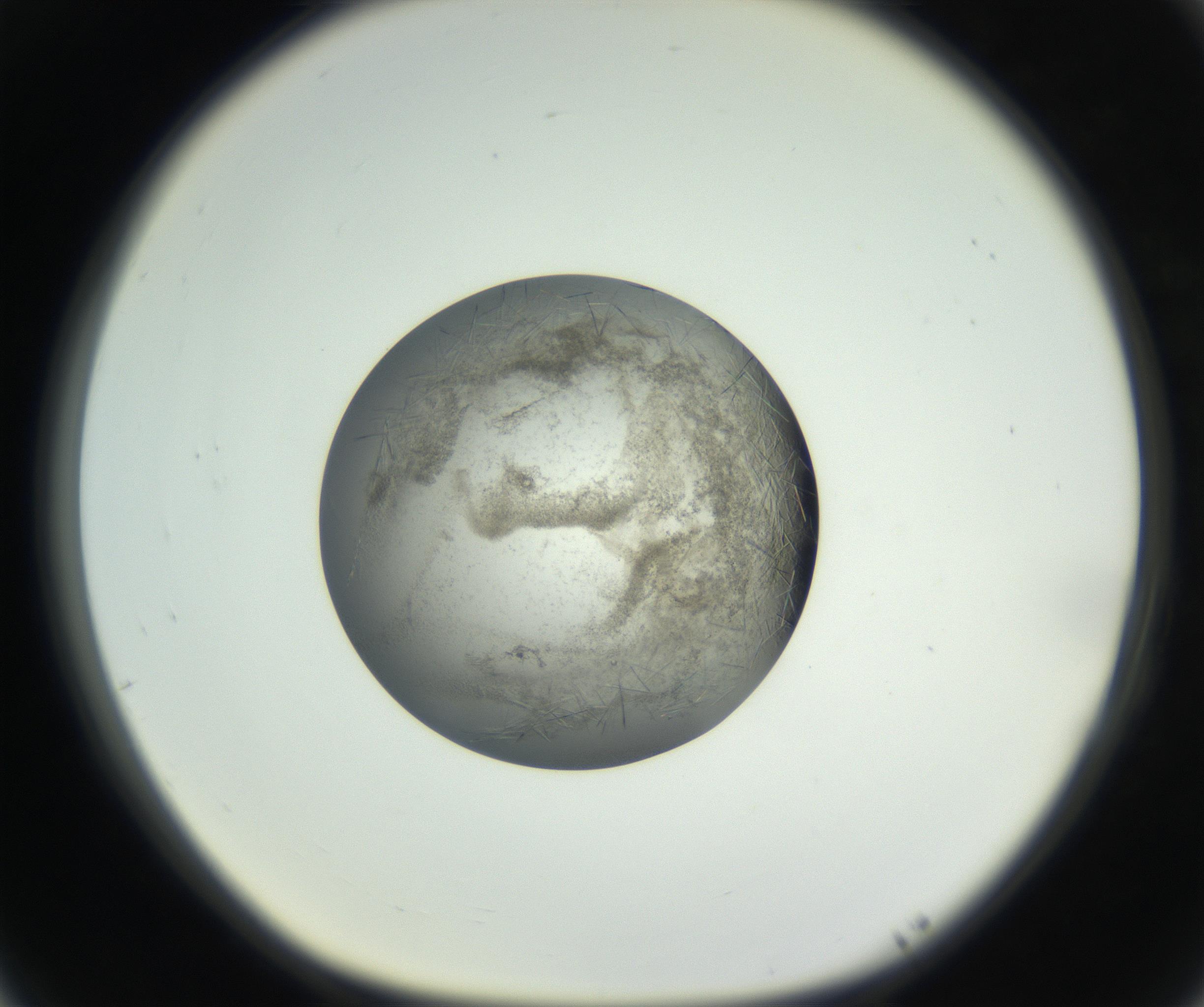 RI01_03_000_0212_Proj1_Clon1_MC_0000MC102654_007_160830_05_07_01_00_99_002_001_RAI.jpg