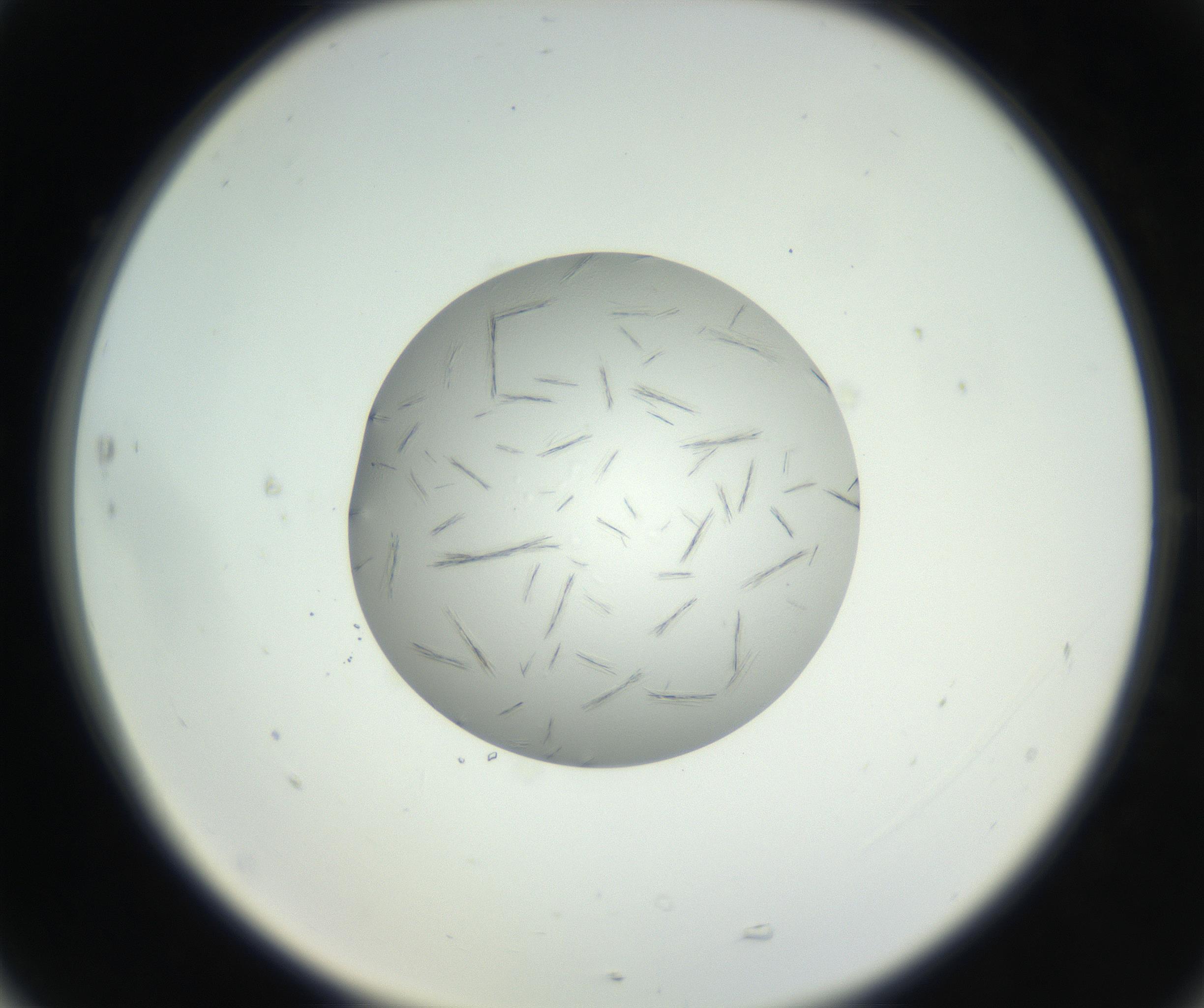 RI01_03_000_0212_Proj1_Clon1_MC_0000MC102654_007_160830_05_07_02_00_99_002_001_RAI.jpg