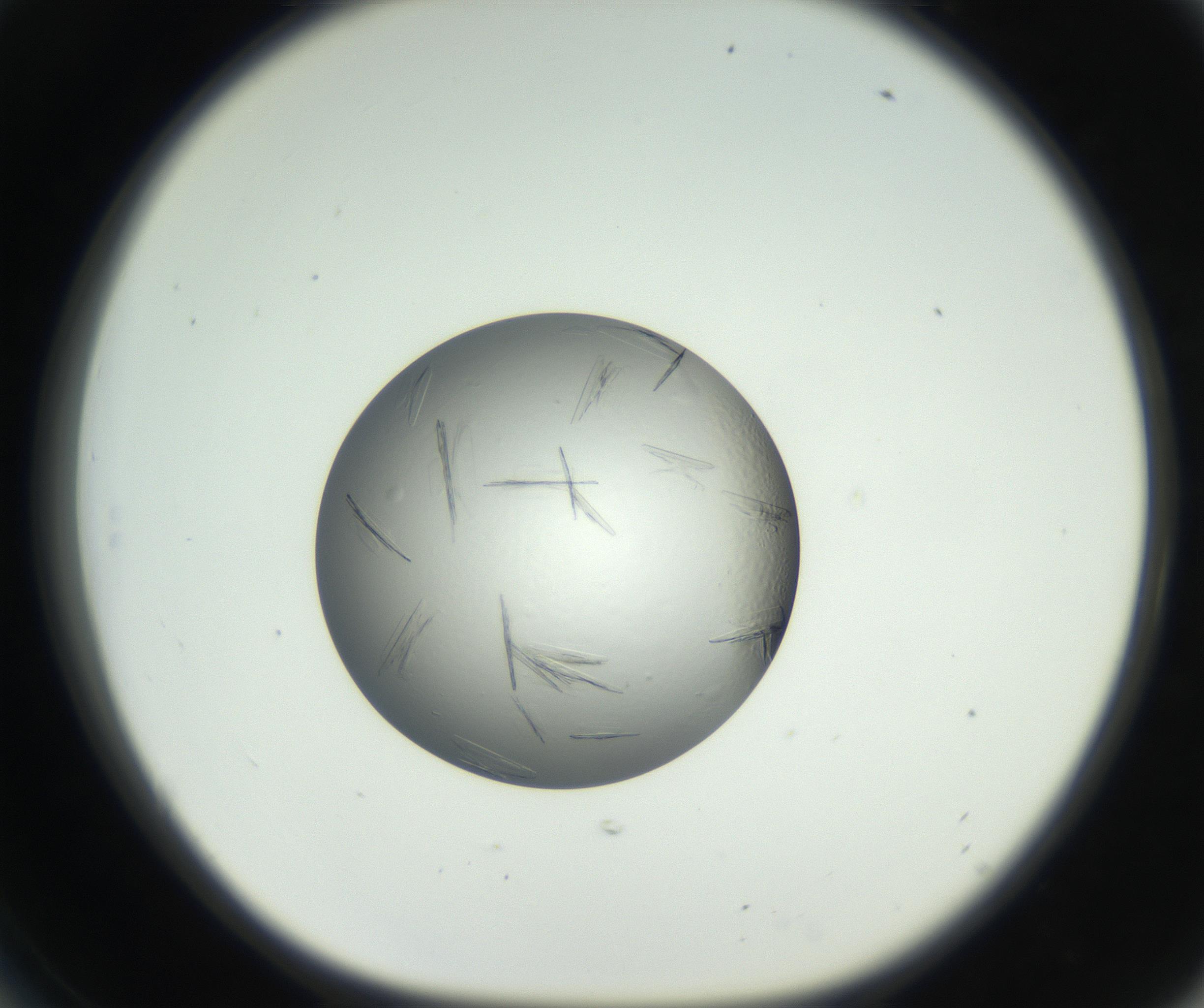 RI01_03_000_0212_Proj1_Clon1_MC_0000MC102654_007_160830_06_05_01_00_99_002_001_RAI.jpg