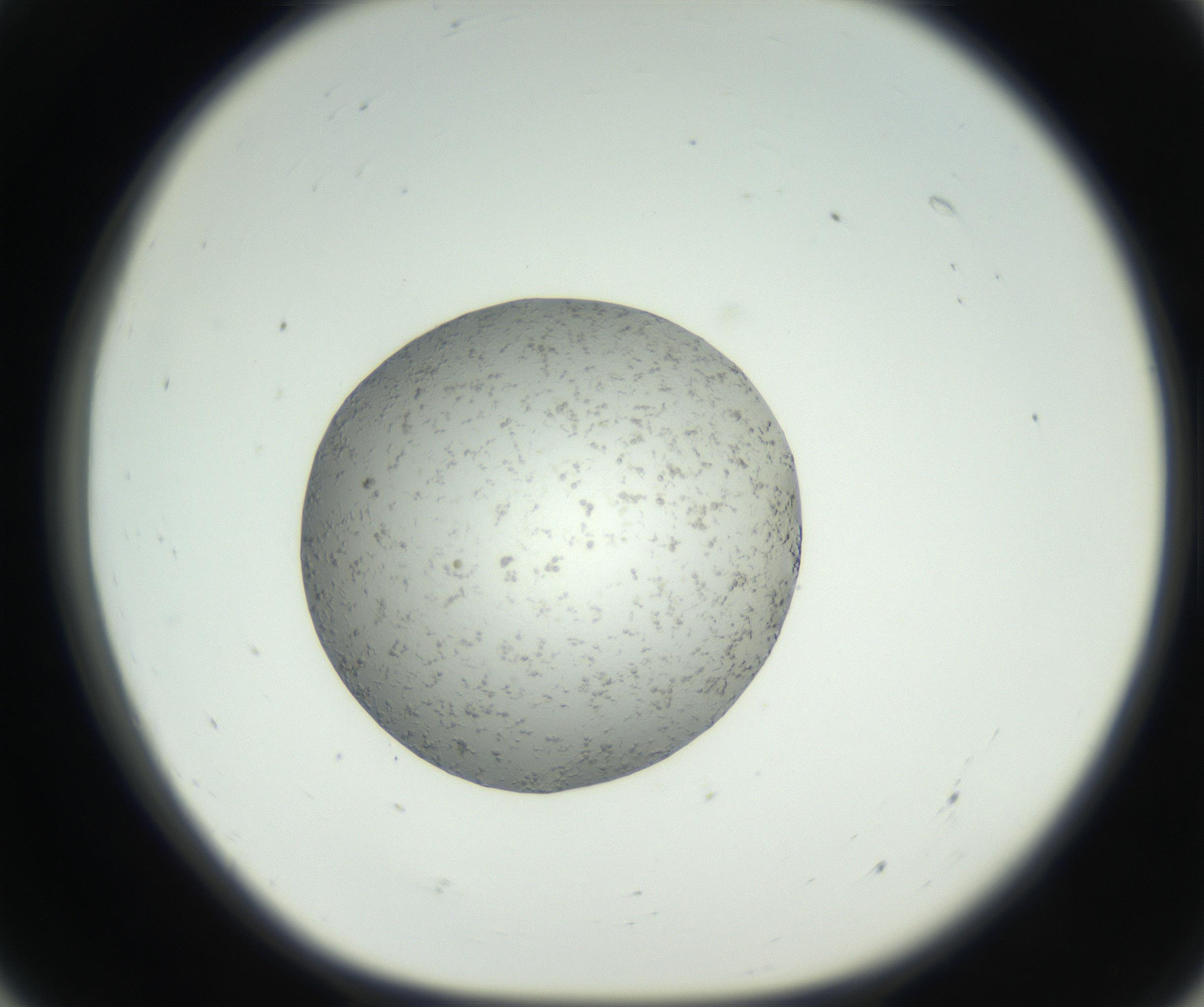 RI01_03_000_0212_Proj1_Clon1_MC_0000MC102654_007_160830_07_05_01_00_99_002_001_RAI.jpg