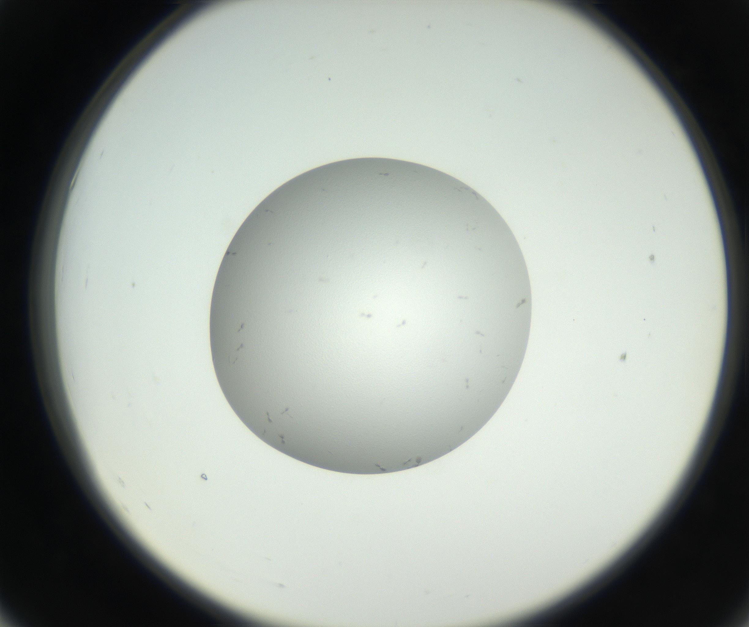 RI01_03_000_0212_Proj1_Clon1_MC_0000MC102654_007_160830_07_05_02_00_99_002_001_RAI.jpg