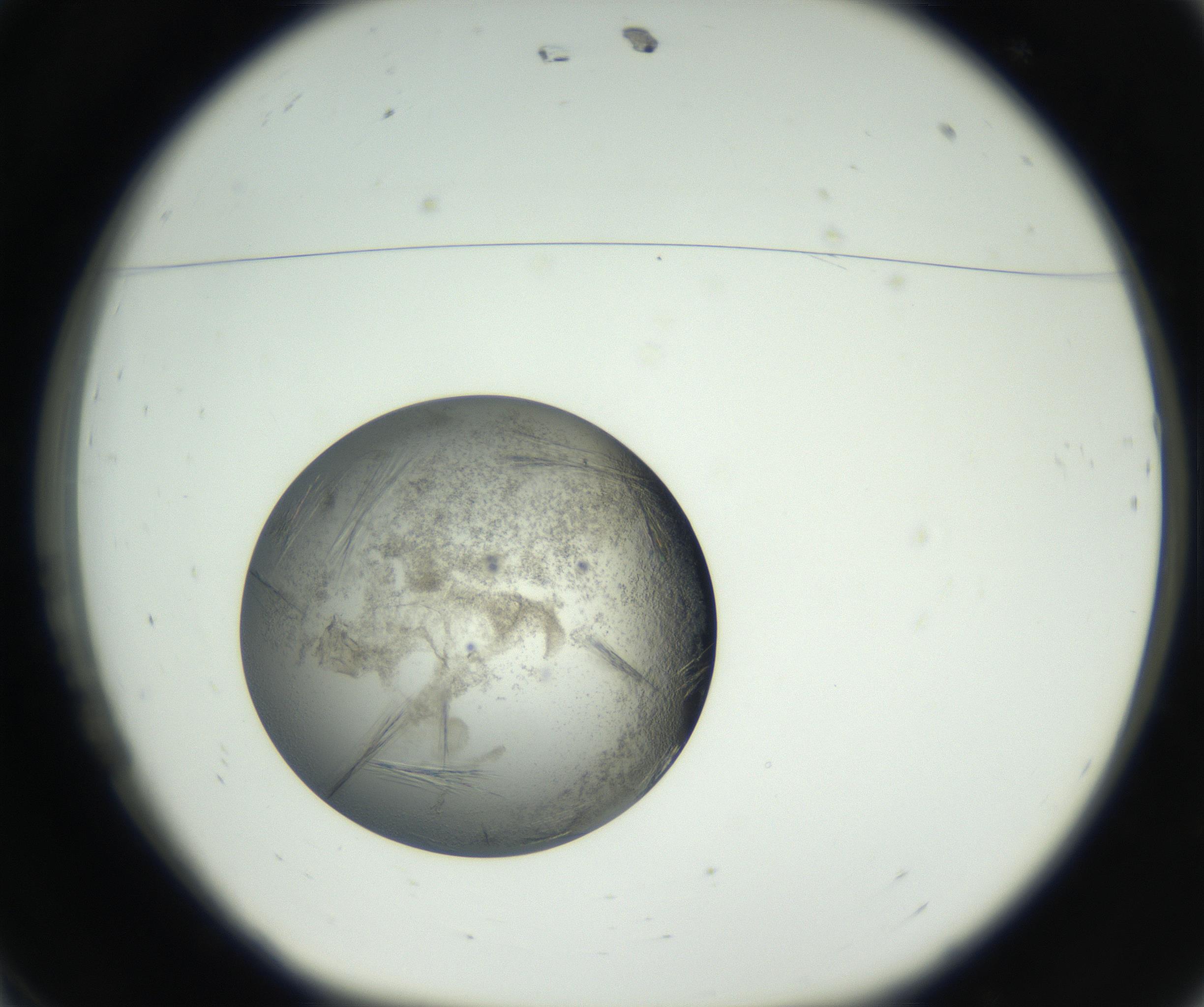 RI01_03_000_0212_Proj1_Clon1_MC_0000MC102654_007_160830_11_01_01_00_99_002_001_RAI.jpg