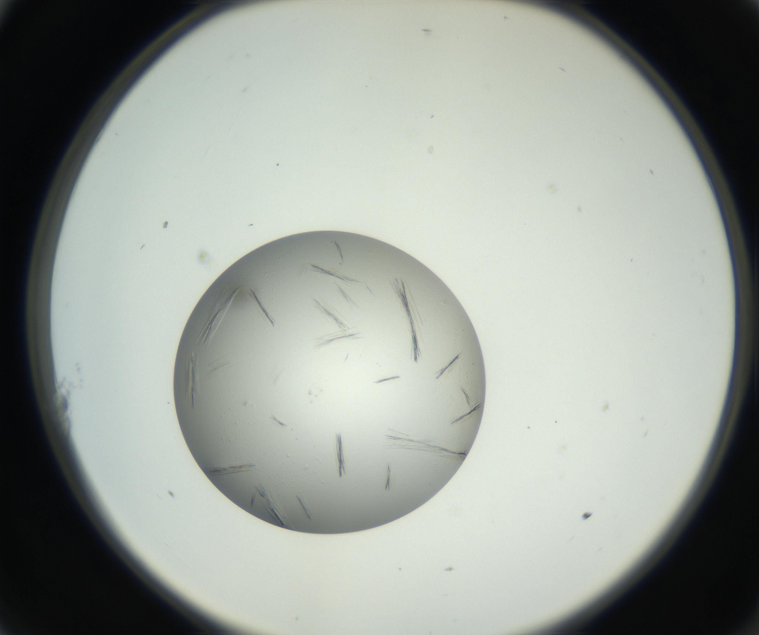RI01_03_000_0212_Proj1_Clon1_MC_0000MC102654_007_160830_11_01_02_00_99_002_001_RAI.jpg
