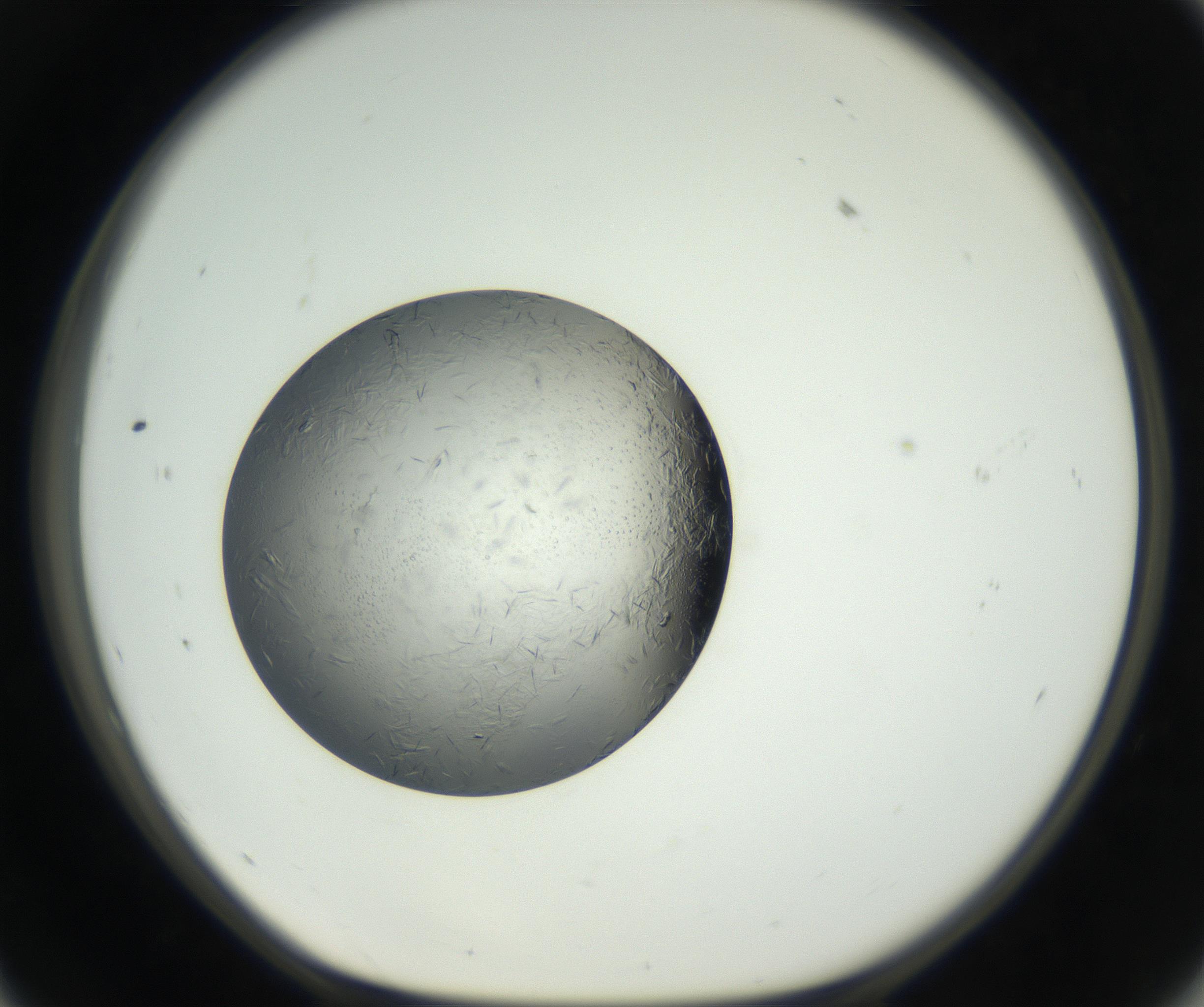RI01_03_000_0212_Proj1_Clon1_MC_0000MC102654_007_160830_11_05_01_00_99_002_001_RAI.jpg