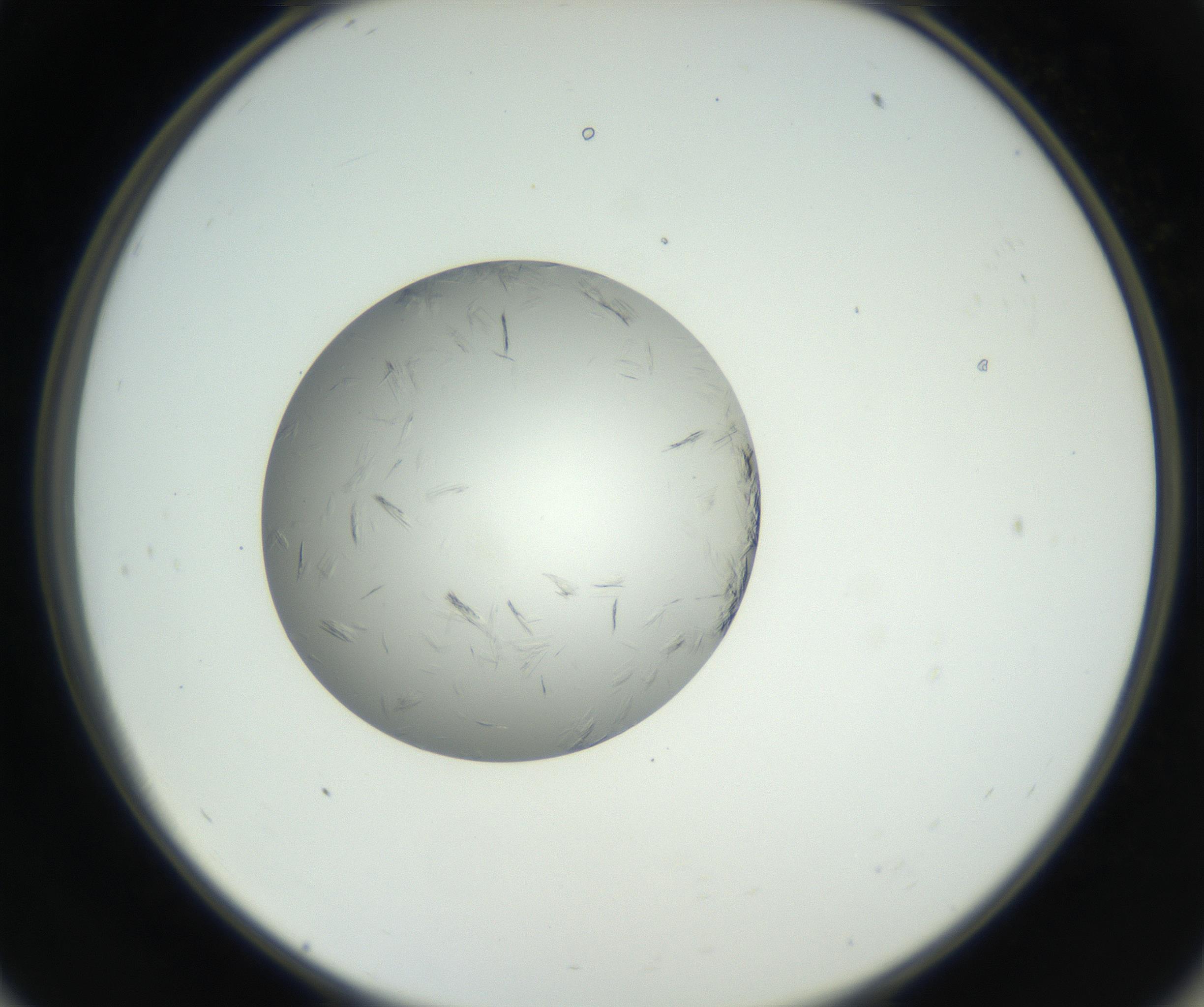 RI01_03_000_0212_Proj1_Clon1_MC_0000MC102654_007_160830_11_05_02_00_99_002_001_RAI.jpg