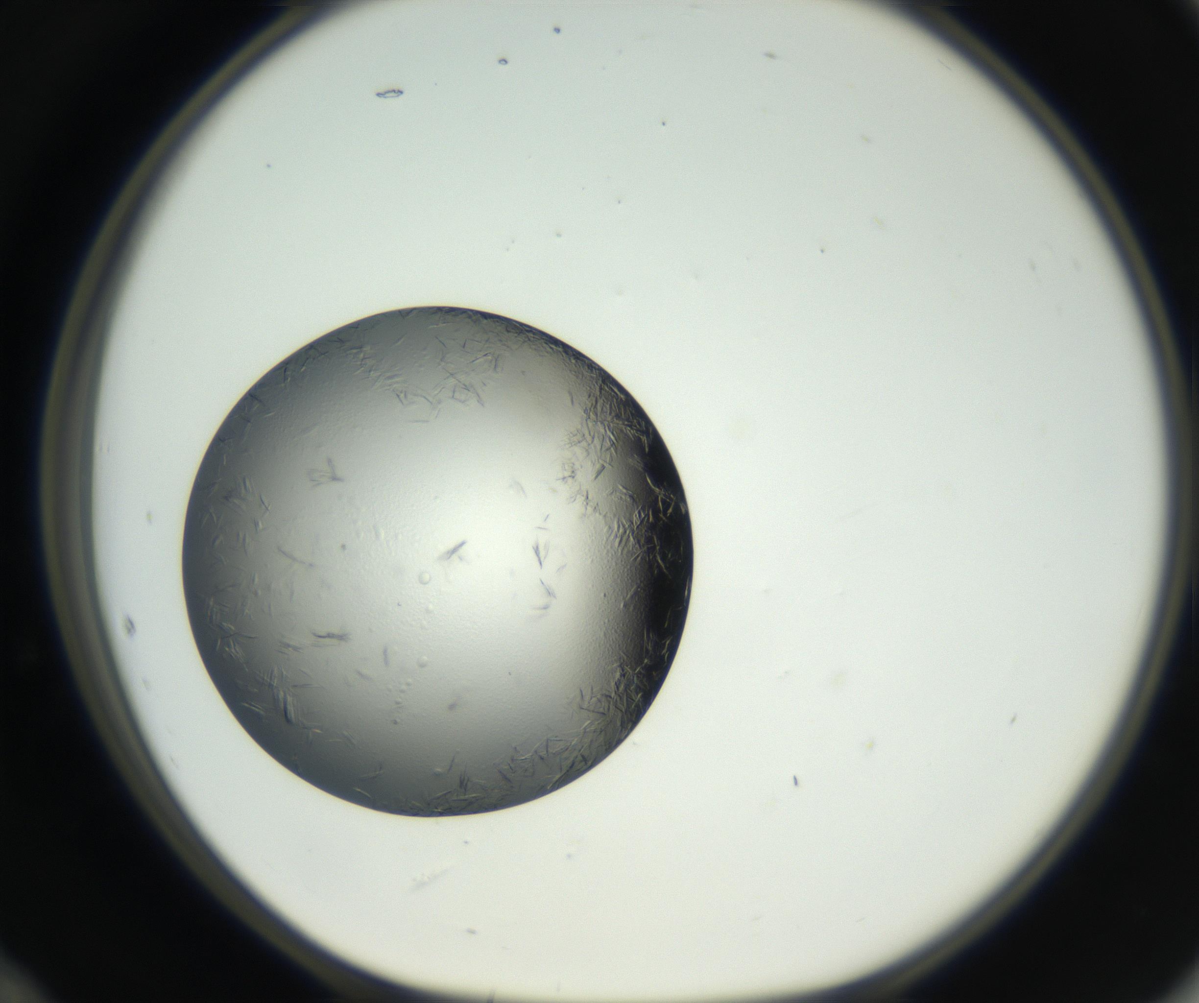 RI01_03_000_0212_Proj1_Clon1_MC_0000MC102654_007_160830_12_05_01_00_99_002_001_RAI.jpg