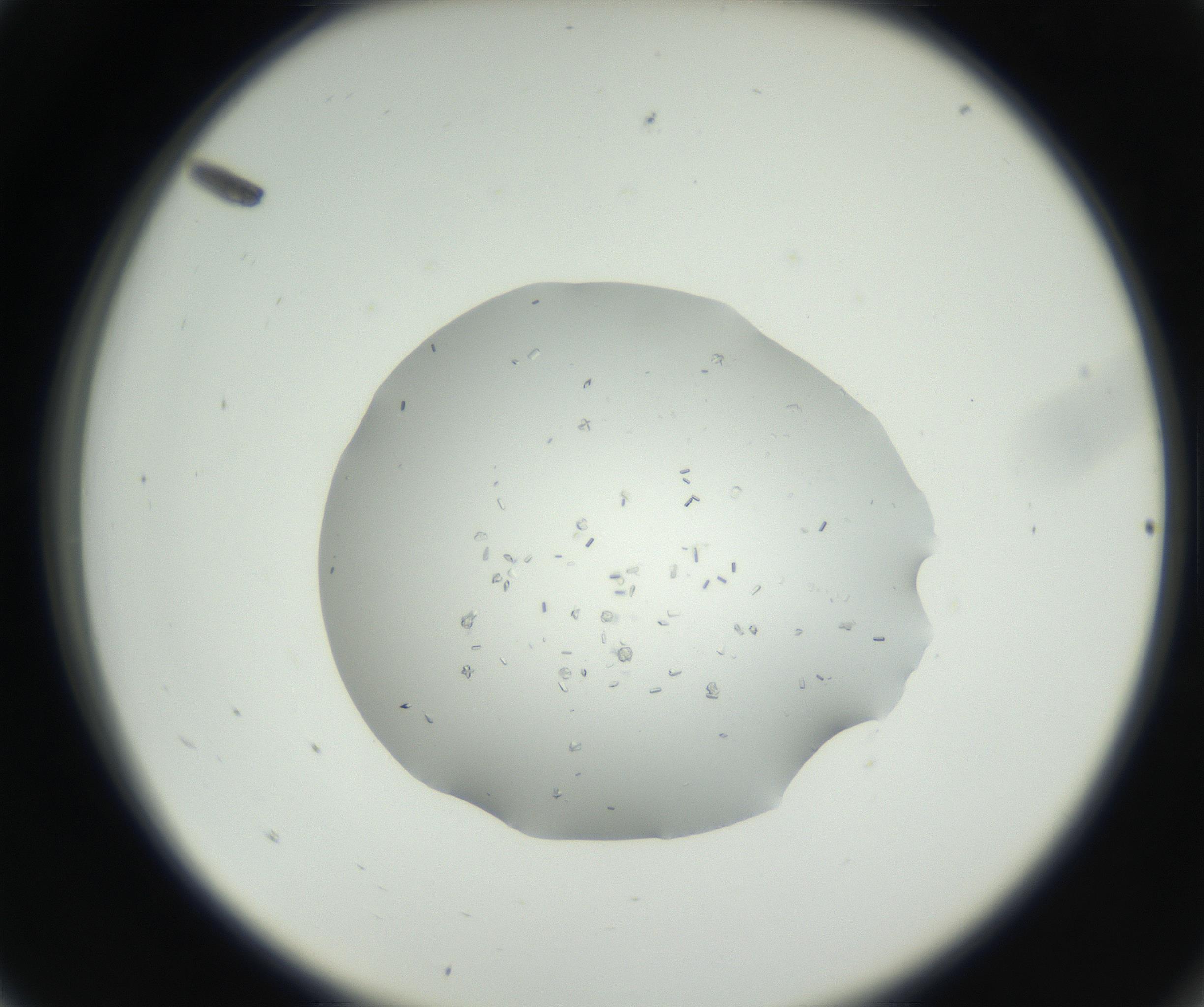 RI01_03_000_0212_Proj1_Clon1_MC_0000MC102659_002_160818_05_01_02_00_99_002_001_RAI.jpg