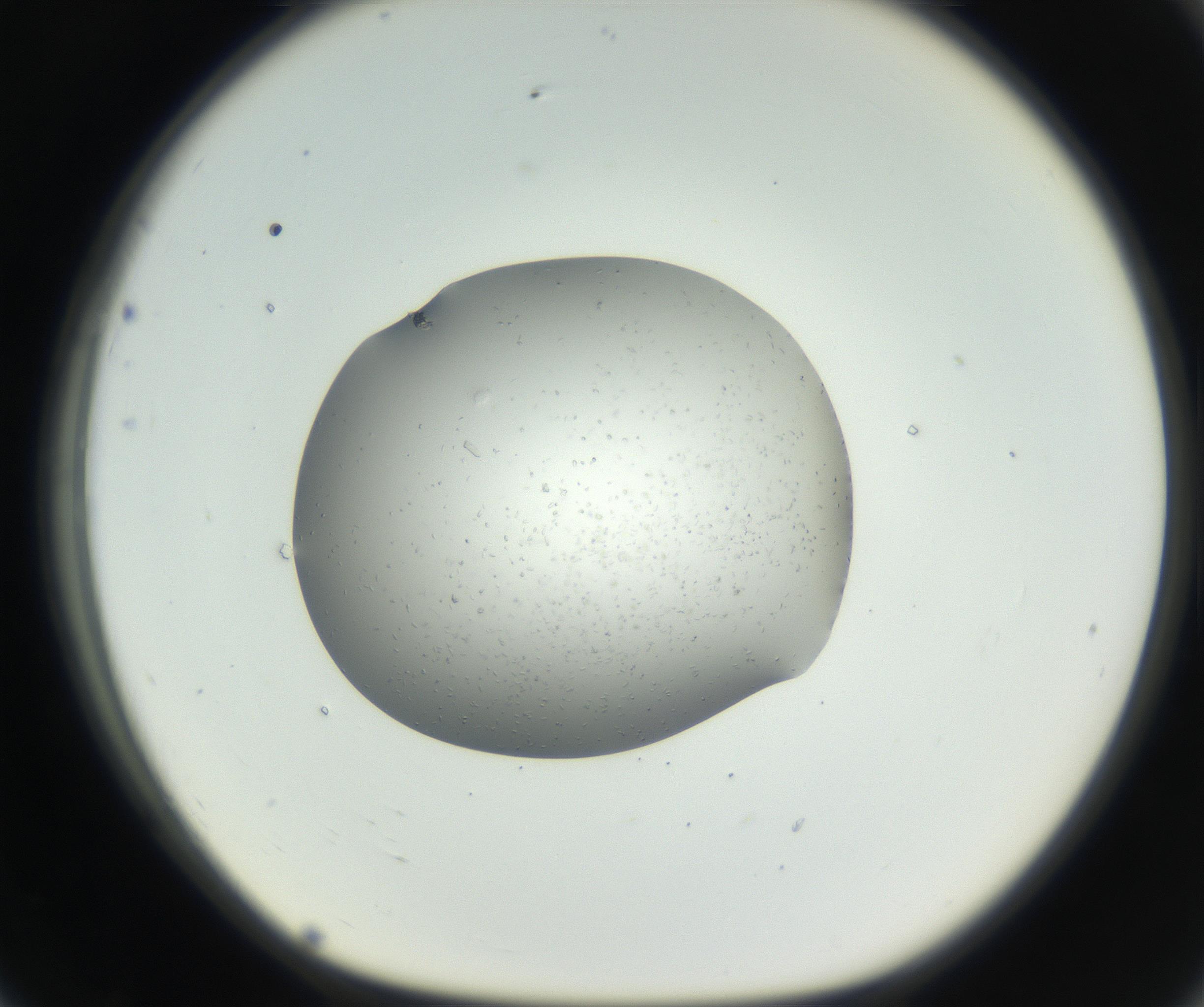 RI01_03_000_0212_Proj1_Clon1_MC_0000MC102659_002_160818_07_07_01_00_99_002_001_RAI.jpg