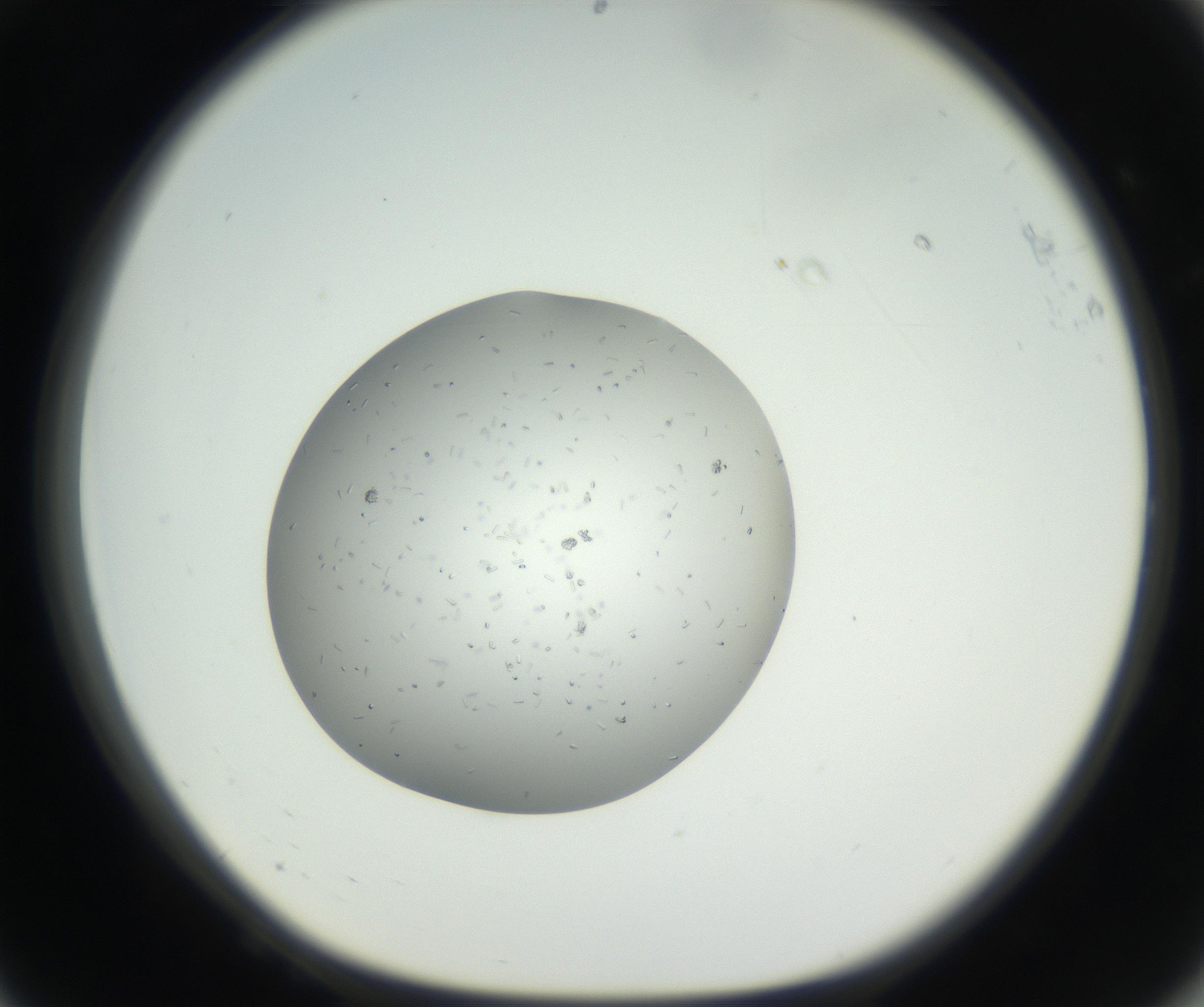 RI01_03_000_0212_Proj1_Clon1_MC_0000MC102659_002_160818_08_06_01_00_99_002_001_RAI.jpg
