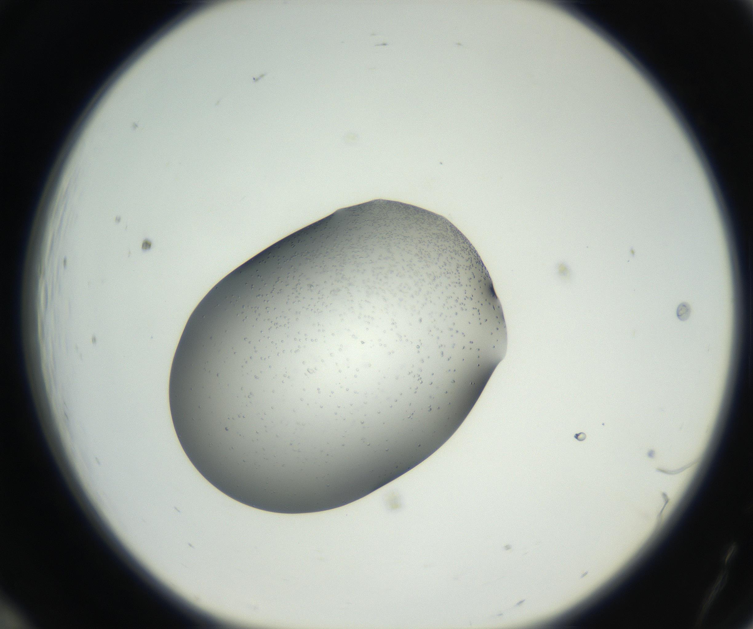 RI01_03_000_0212_Proj1_Clon1_MC_0000MC102659_002_160818_12_01_01_00_99_002_001_RAI.jpg
