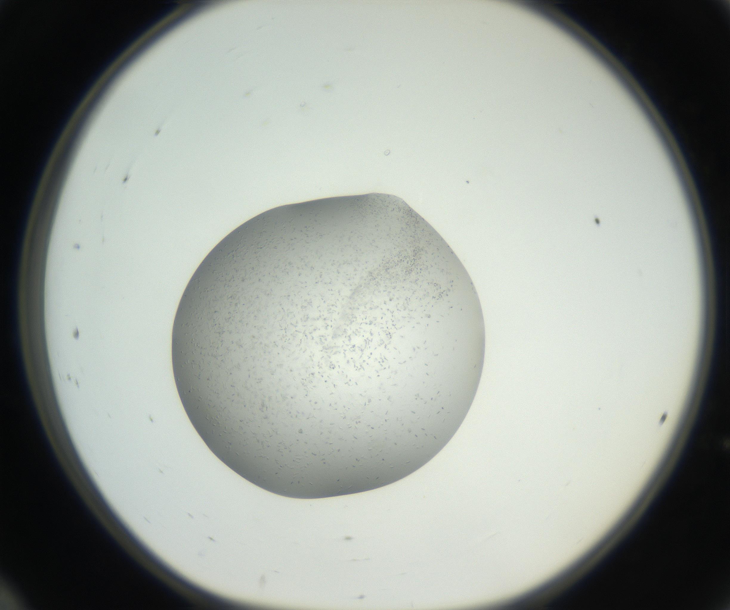 RI01_03_000_0212_Proj1_Clon1_MC_0000MC102659_002_160818_12_02_01_00_99_002_001_RAI.jpg