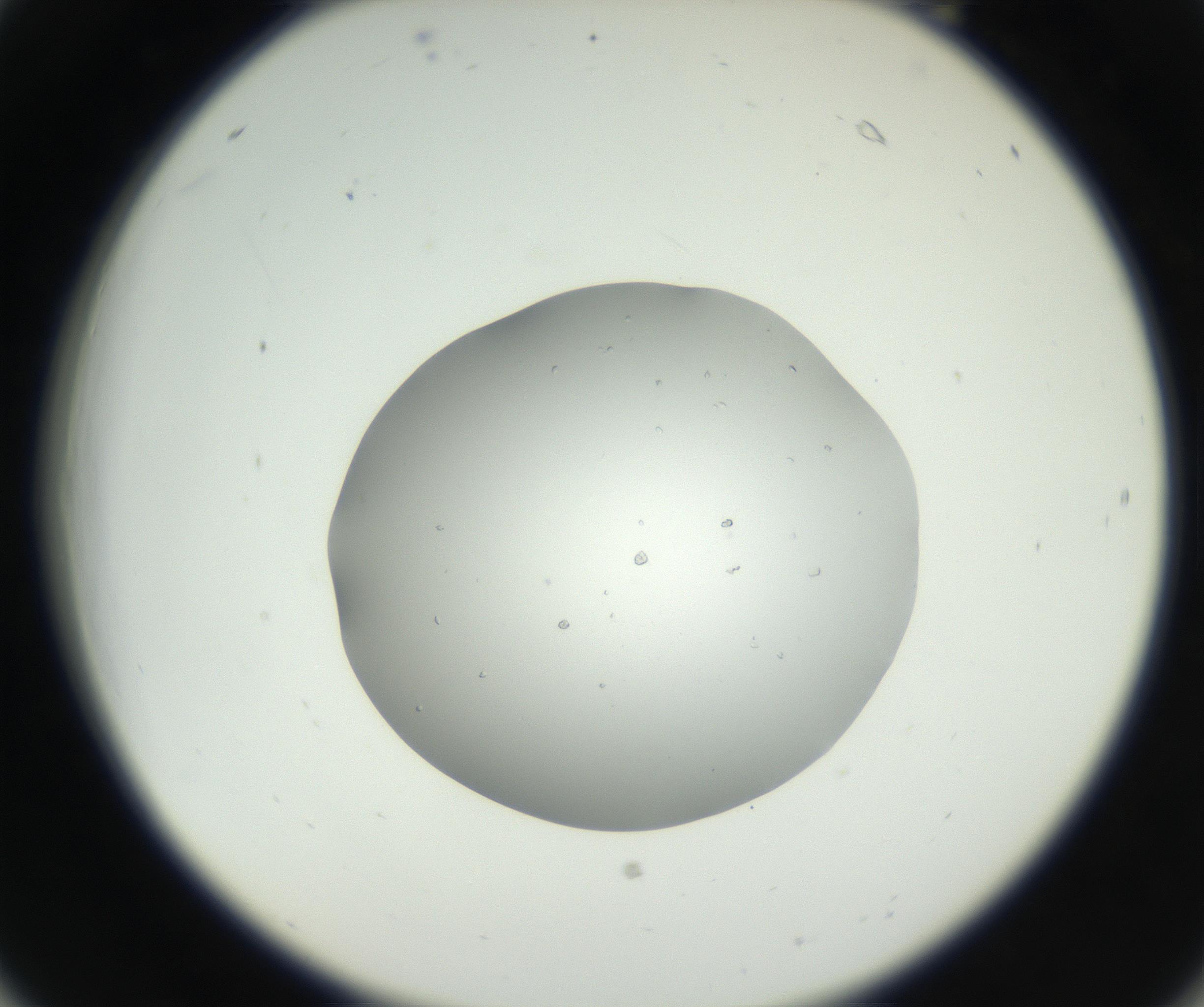 RI01_03_000_0212_Proj1_Clon1_MC_0000MC102659_003_160820_06_02_02_00_99_002_001_RAI.jpg