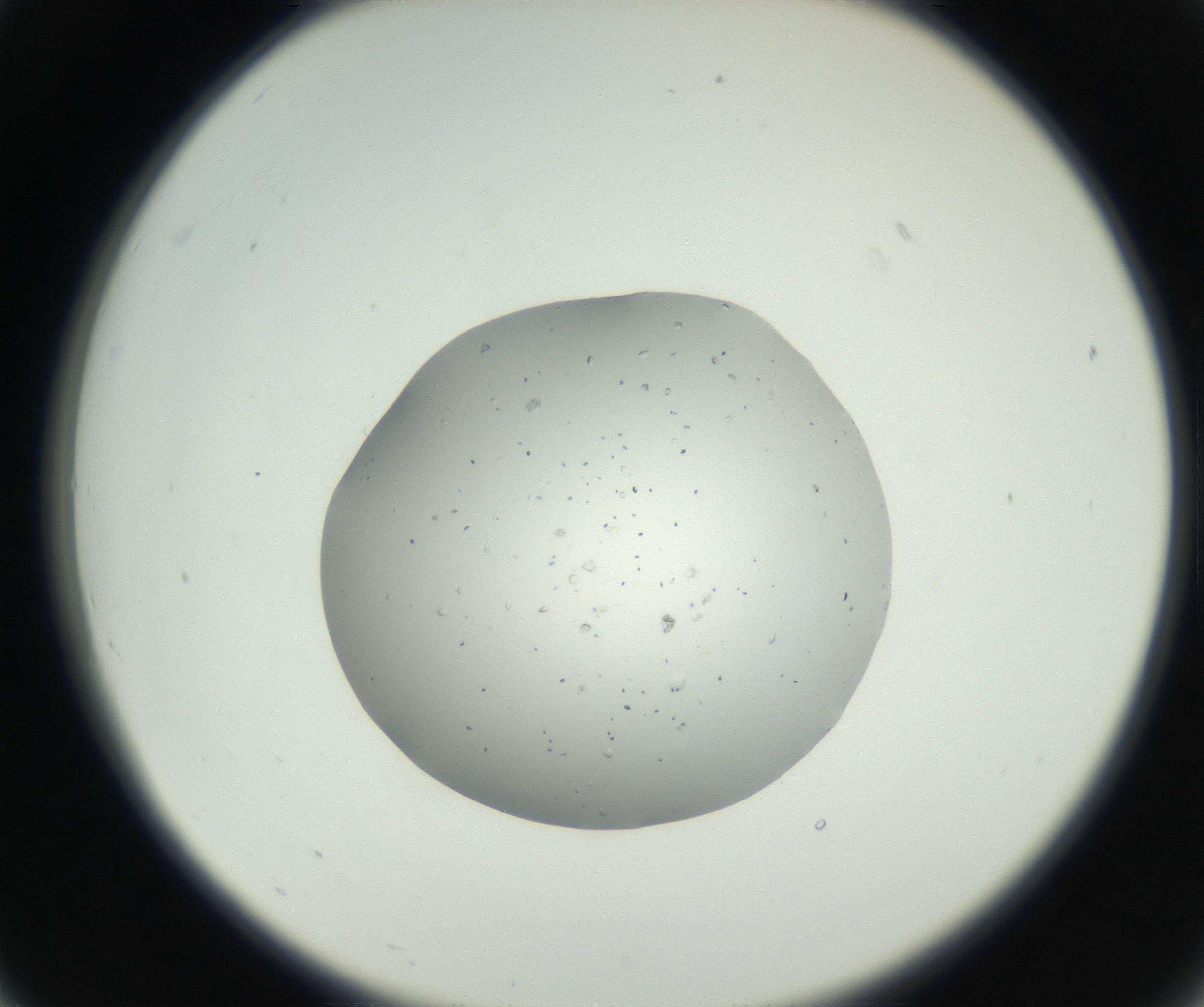 RI01_03_000_0212_Proj1_Clon1_MC_0000MC102659_003_160820_07_02_02_00_99_002_001_RAI.jpg
