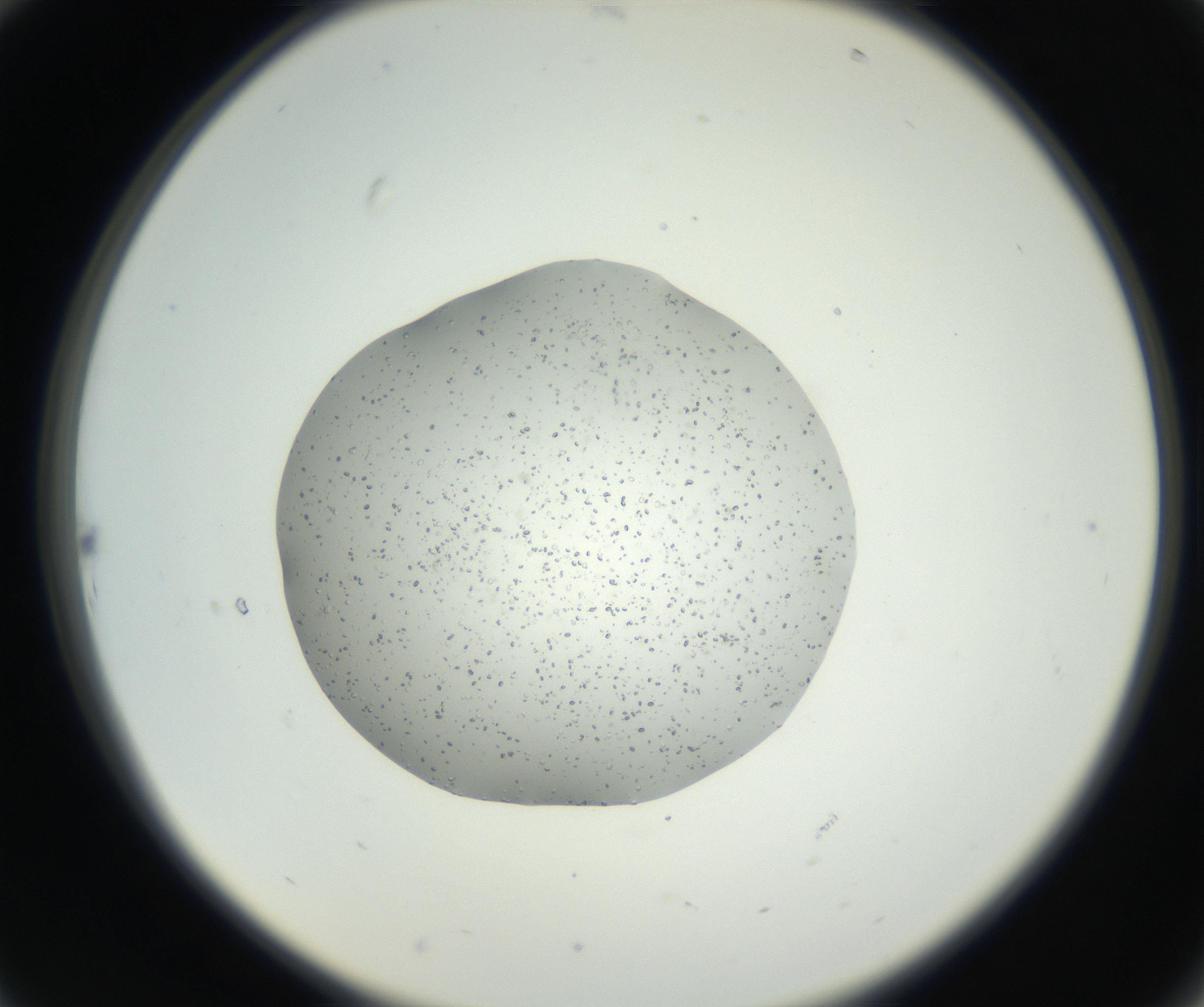RI01_03_000_0212_Proj1_Clon1_MC_0000MC102659_003_160820_10_02_02_00_99_002_001_RAI.jpg