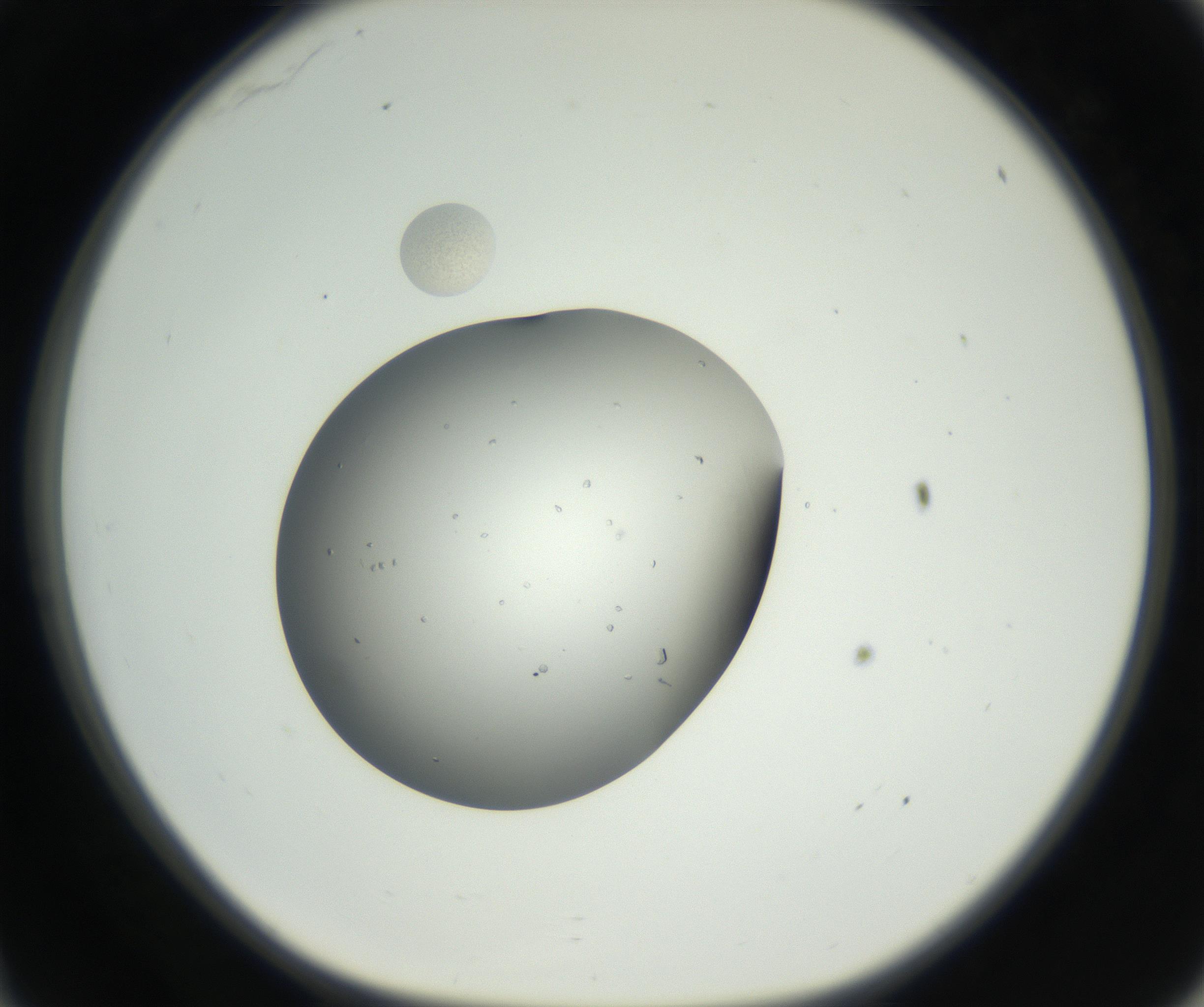 RI01_03_000_0212_Proj1_Clon1_MC_0000MC102659_003_160820_11_03_01_00_99_002_001_RAI.jpg