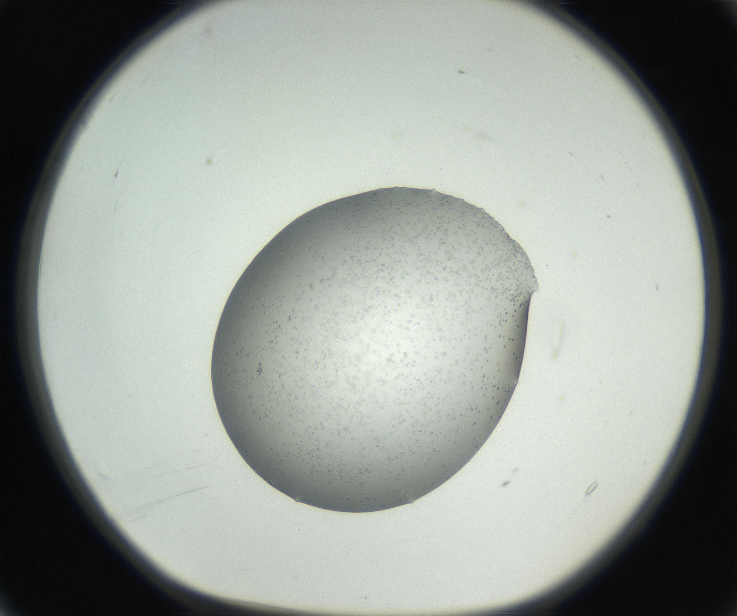 RI01_03_000_0212_Proj1_Clon1_MC_0000MC102659_004_160822_04_01_01_00_99_002_001_RAI.jpg