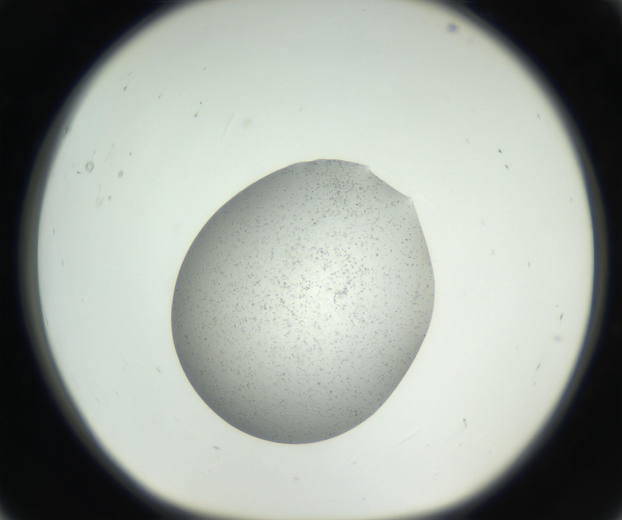 RI01_03_000_0212_Proj1_Clon1_MC_0000MC102659_004_160822_05_01_01_00_99_002_001_RAI.jpg