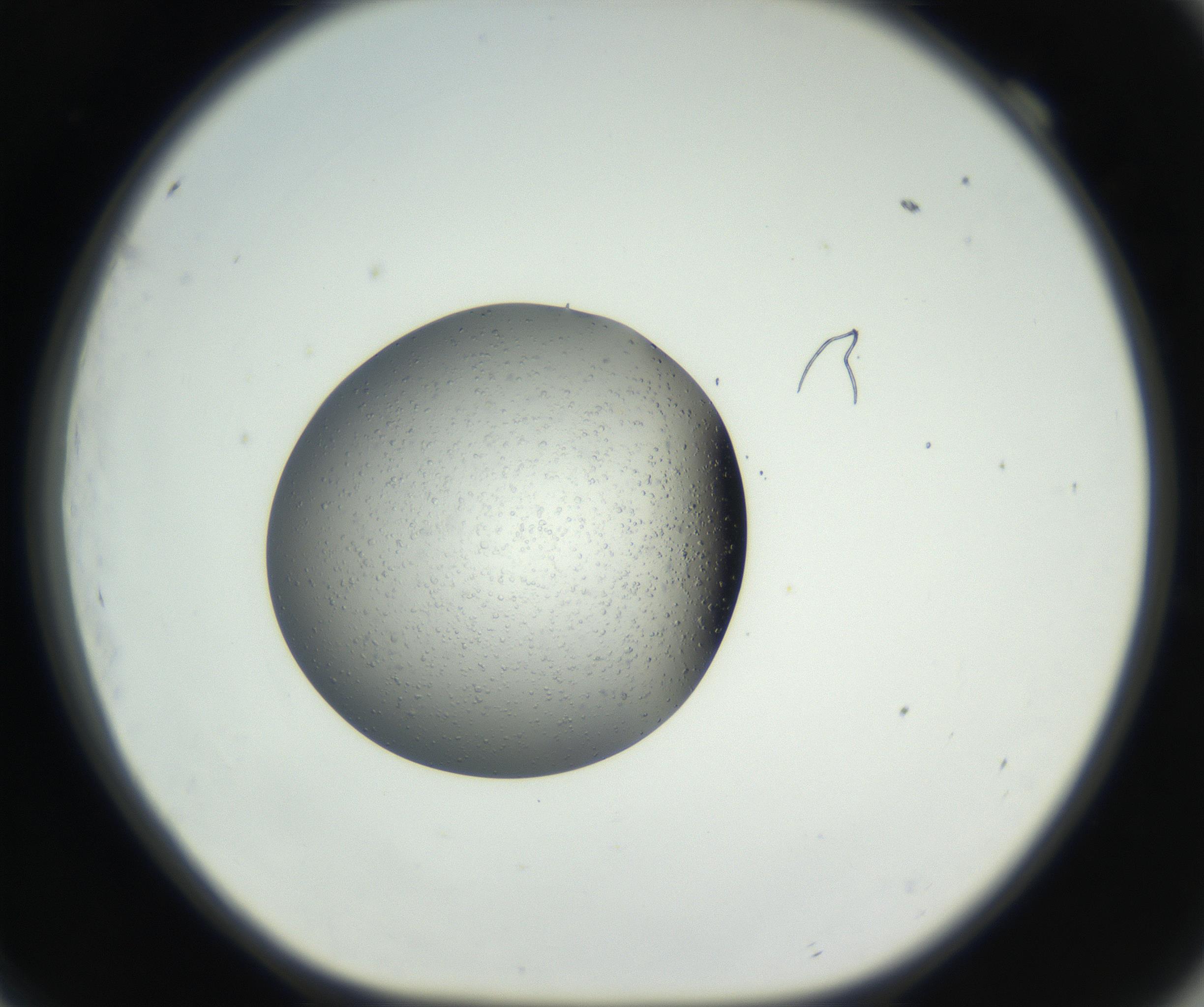 RI01_03_000_0212_Proj1_Clon1_MC_0000MC102659_004_160822_09_06_01_00_99_002_001_RAI.jpg