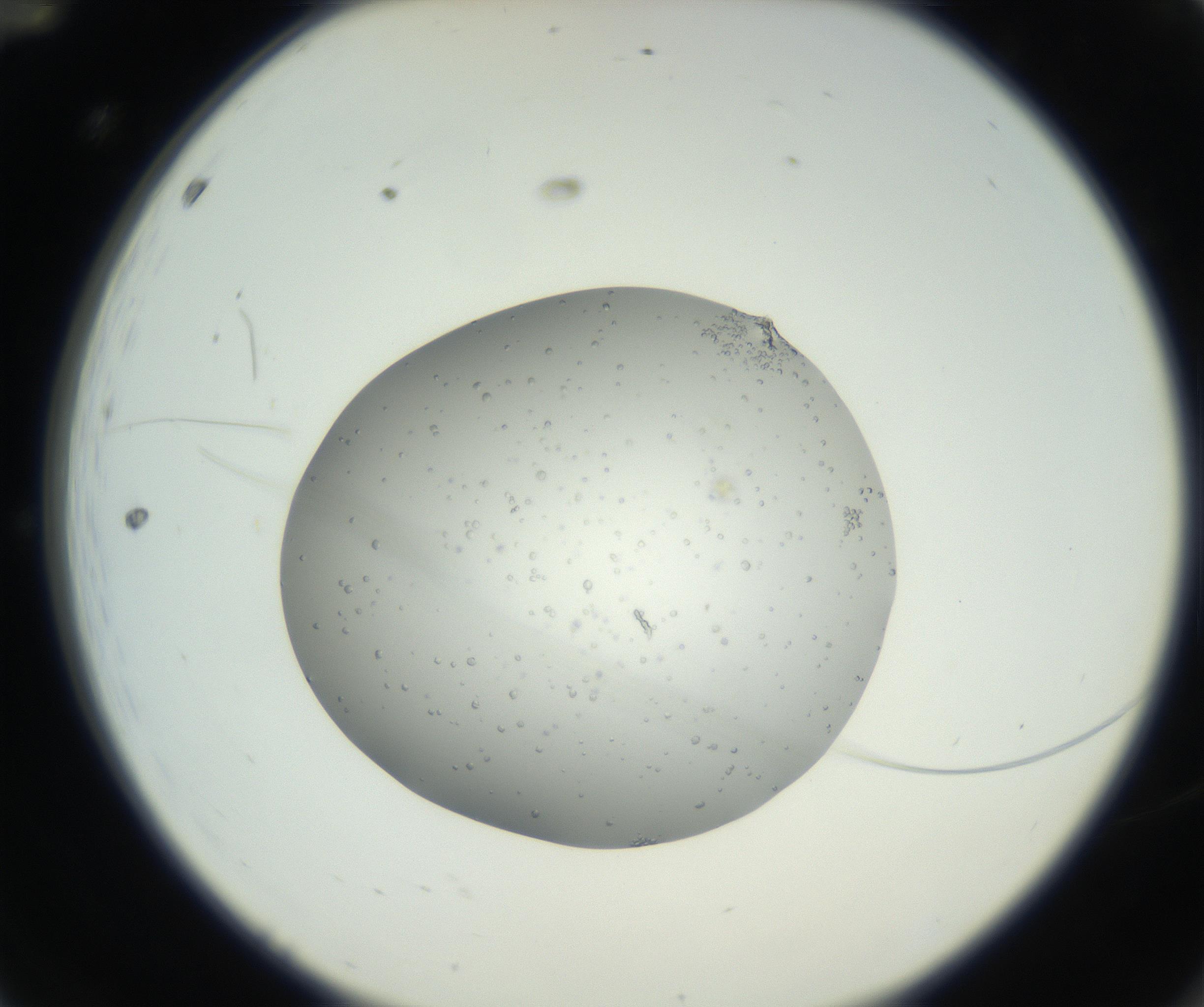 RI01_03_000_0212_Proj1_Clon1_MC_0000MC102659_004_160822_12_01_02_00_99_002_001_RAI.jpg