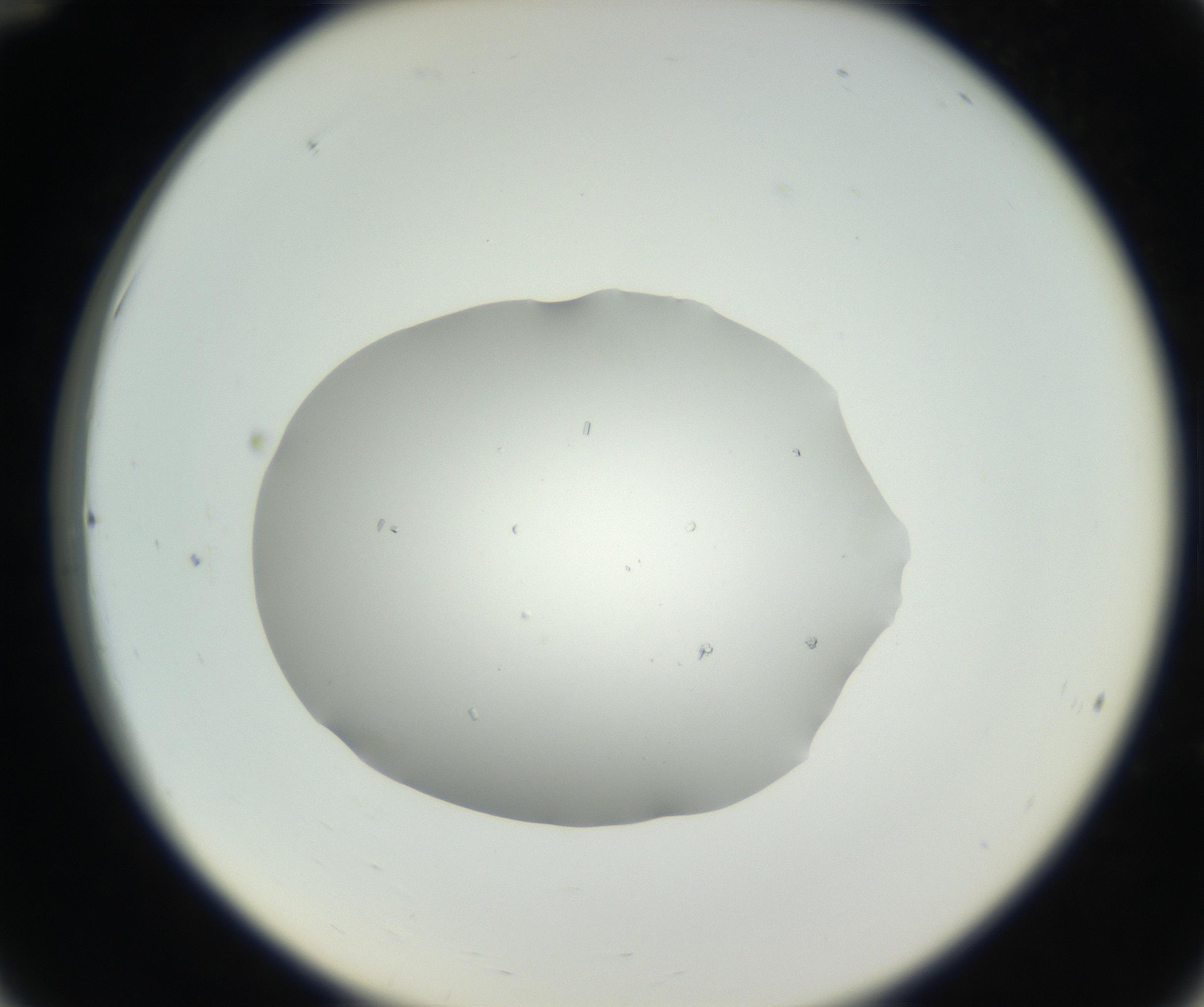 RI01_03_000_0212_Proj1_Clon1_MC_0000MC102659_004_160822_12_03_02_00_99_002_001_RAI.jpg