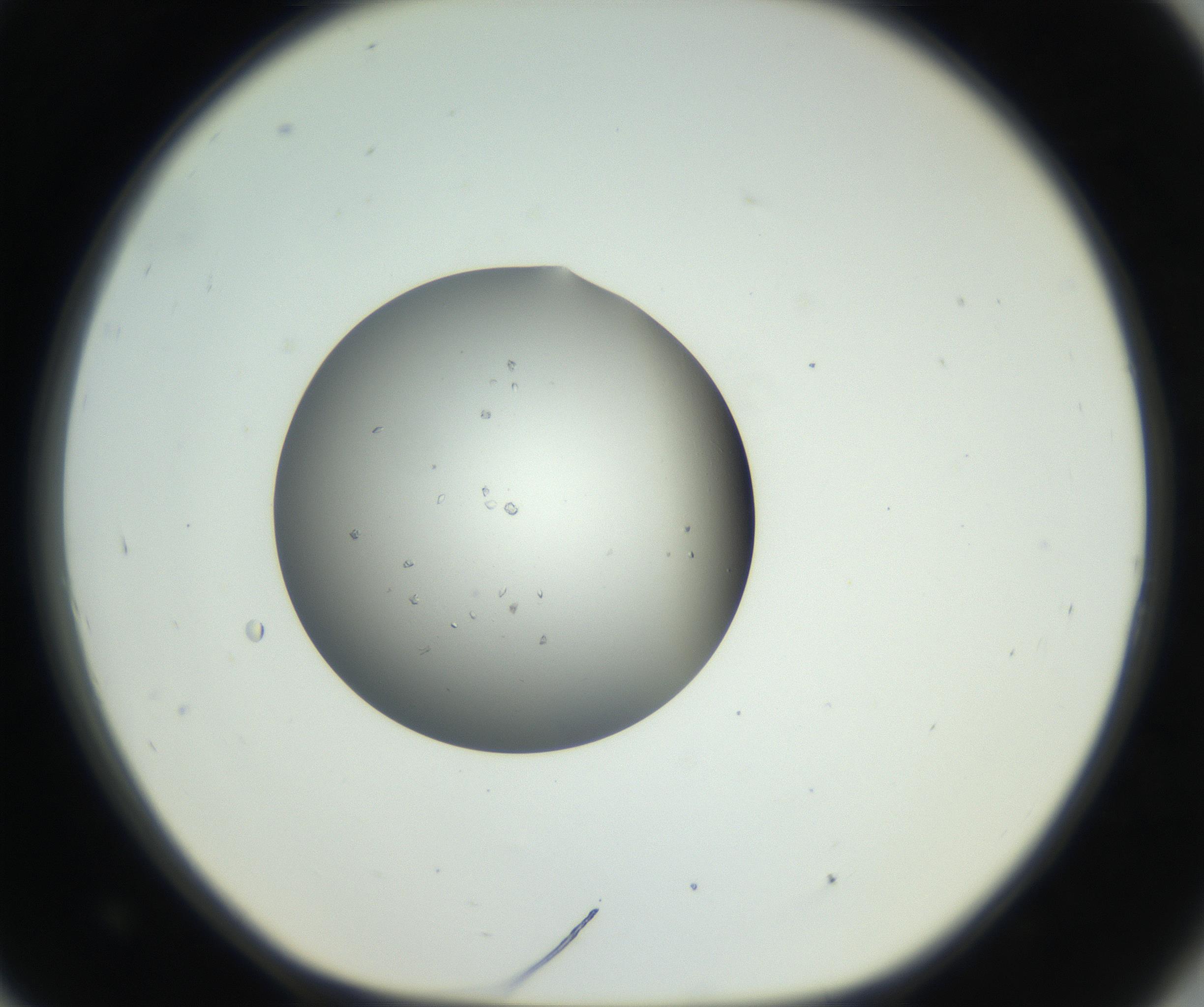 RI01_03_000_0212_Proj1_Clon1_MC_0000MC102659_005_160824_09_08_01_00_99_002_001_RAI.jpg