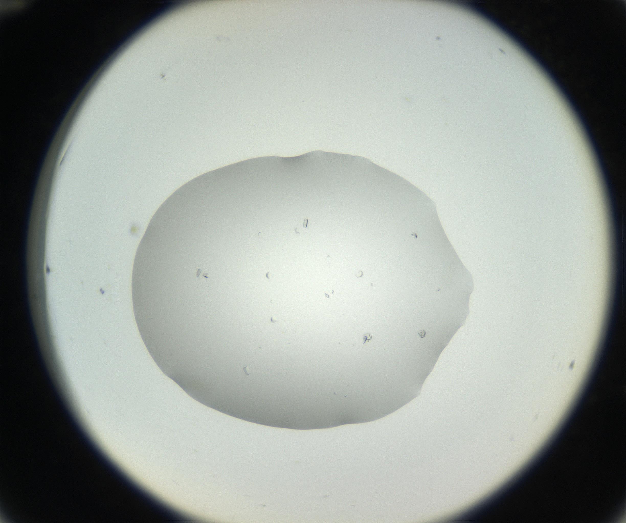 RI01_03_000_0212_Proj1_Clon1_MC_0000MC102659_005_160824_12_03_02_00_99_002_001_RAI.jpg