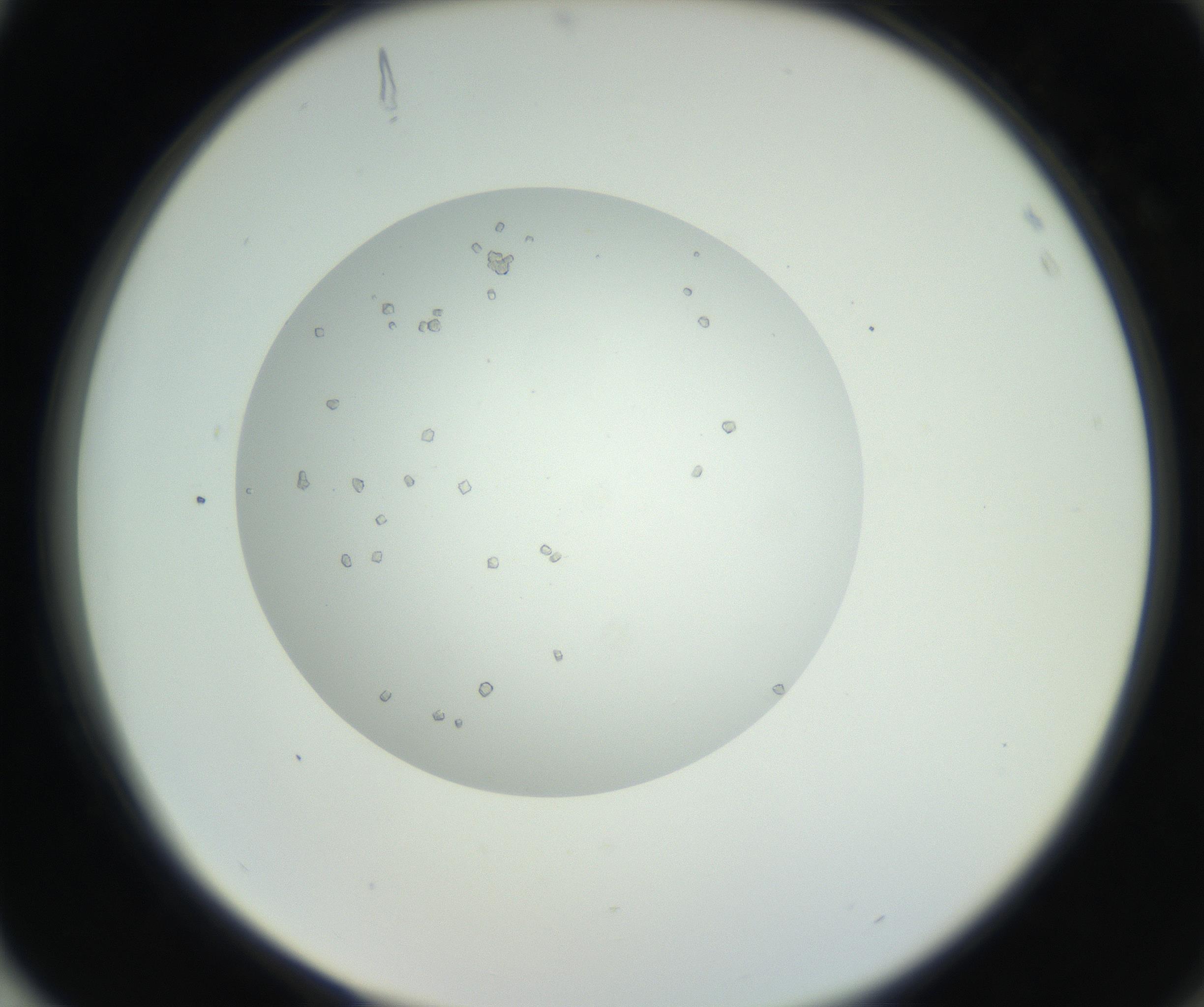 RI01_03_000_0212_Proj1_Clon1_MC_0000MC102659_010_160922_04_08_02_00_99_002_001_RAI.jpg