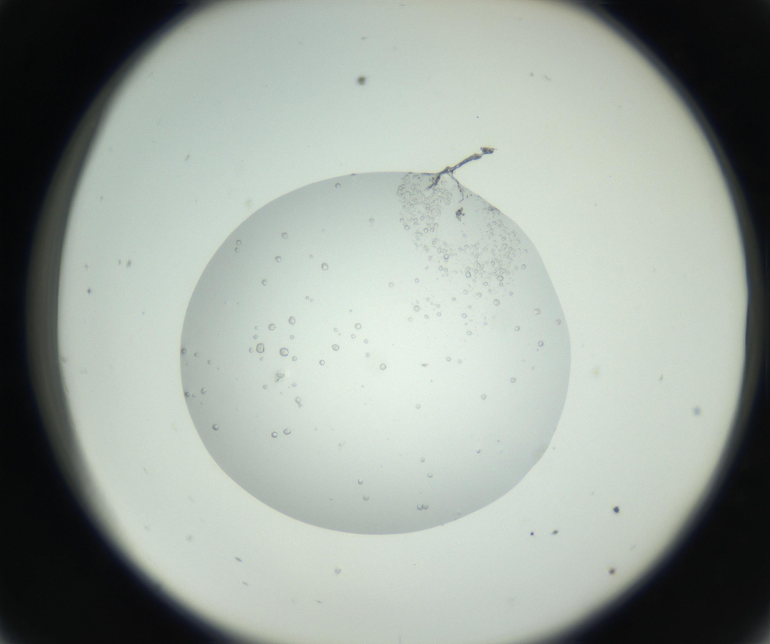 RI01_03_000_0212_Proj1_Clon1_MC_0000MC102659_010_160922_09_03_02_00_99_002_001_RAI.jpg