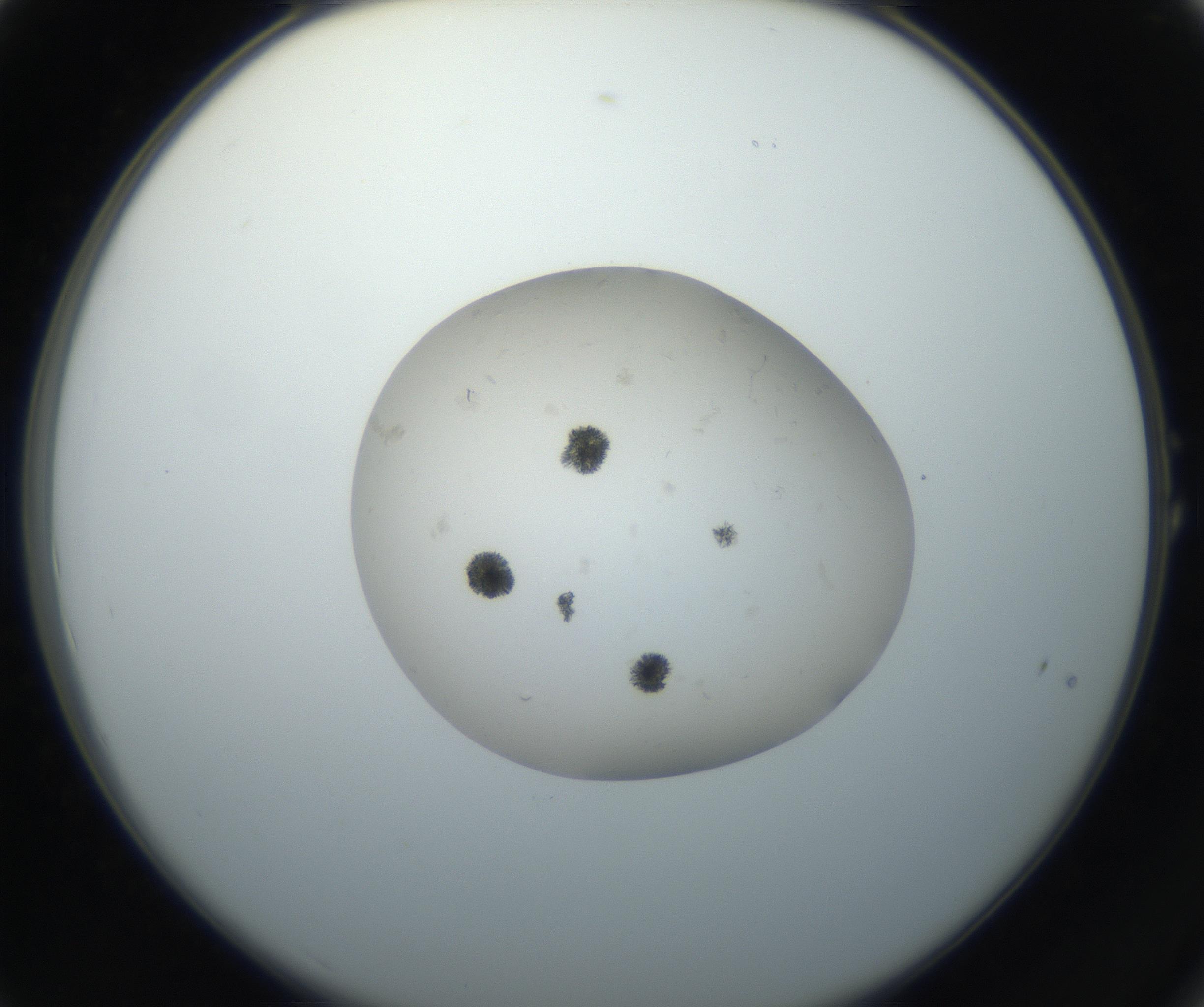 RI01_03_000_0212_Proj1_Clon1_MC_0000MC102662_004_160828_01_01_02_00_99_002_001_RAI.jpg