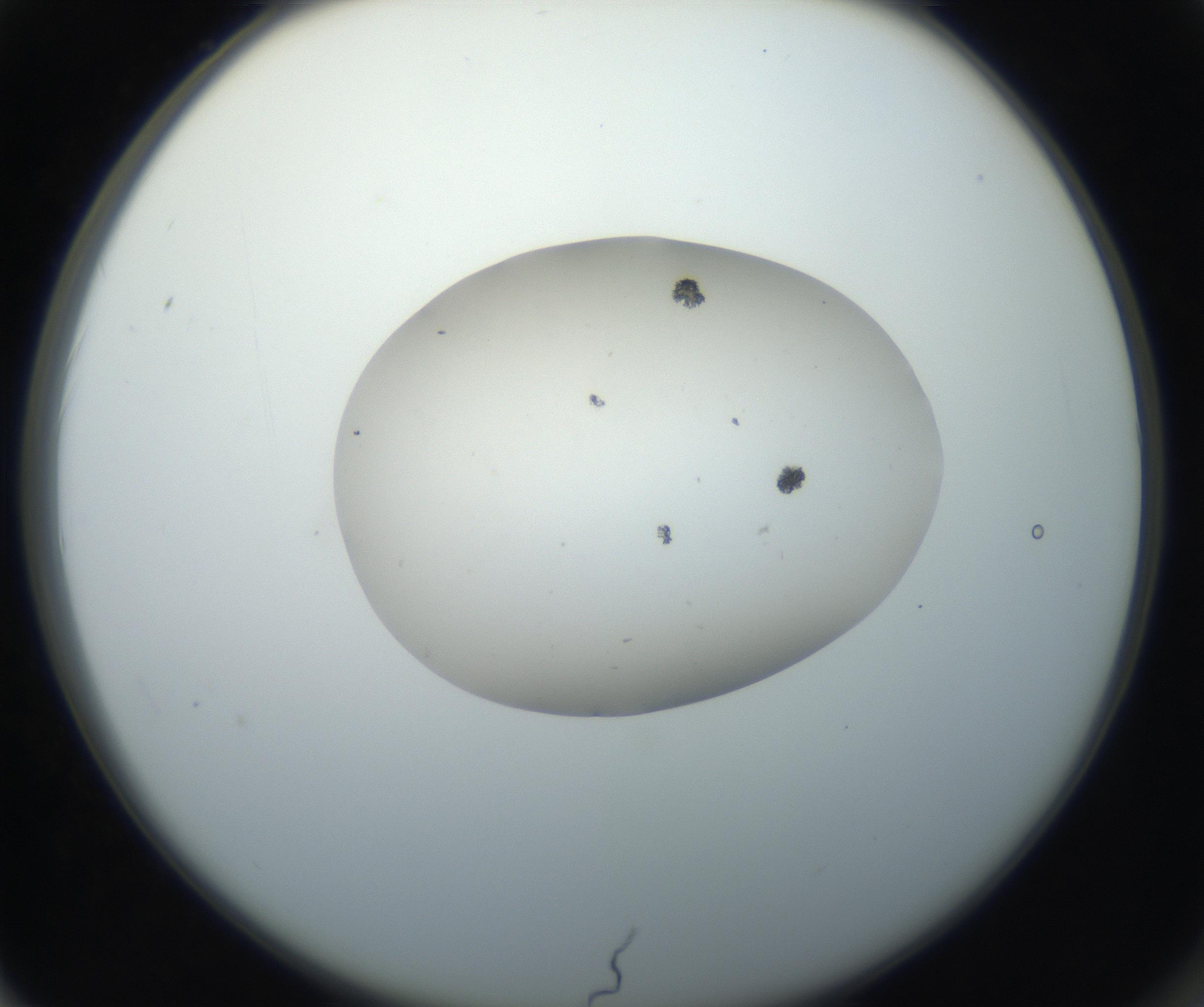 RI01_03_000_0212_Proj1_Clon1_MC_0000MC102662_004_160828_02_06_02_00_99_002_001_RAI.jpg