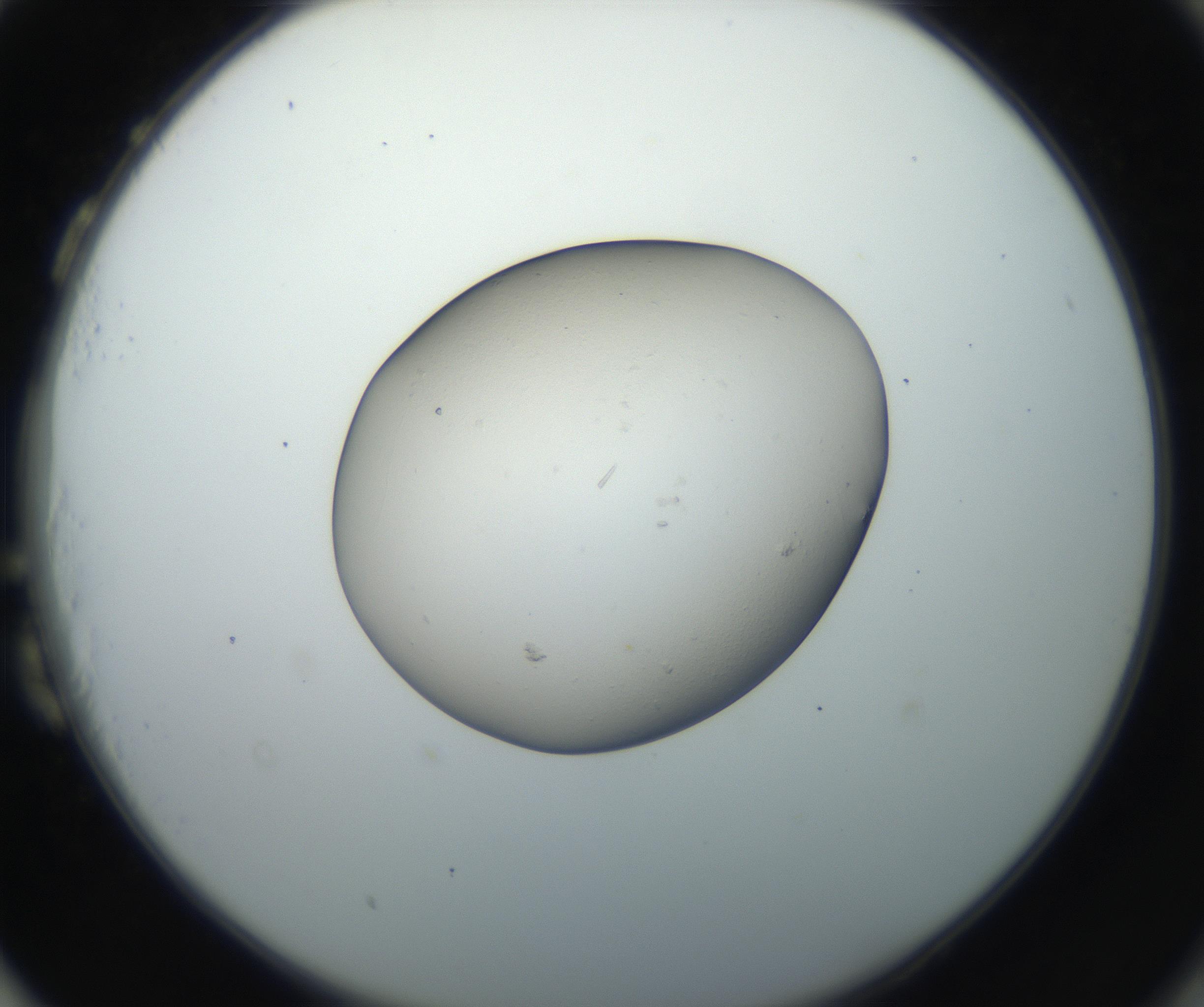 RI01_03_000_0212_Proj1_Clon1_MC_0000MC102662_004_160828_03_08_02_00_99_002_001_RAI.jpg