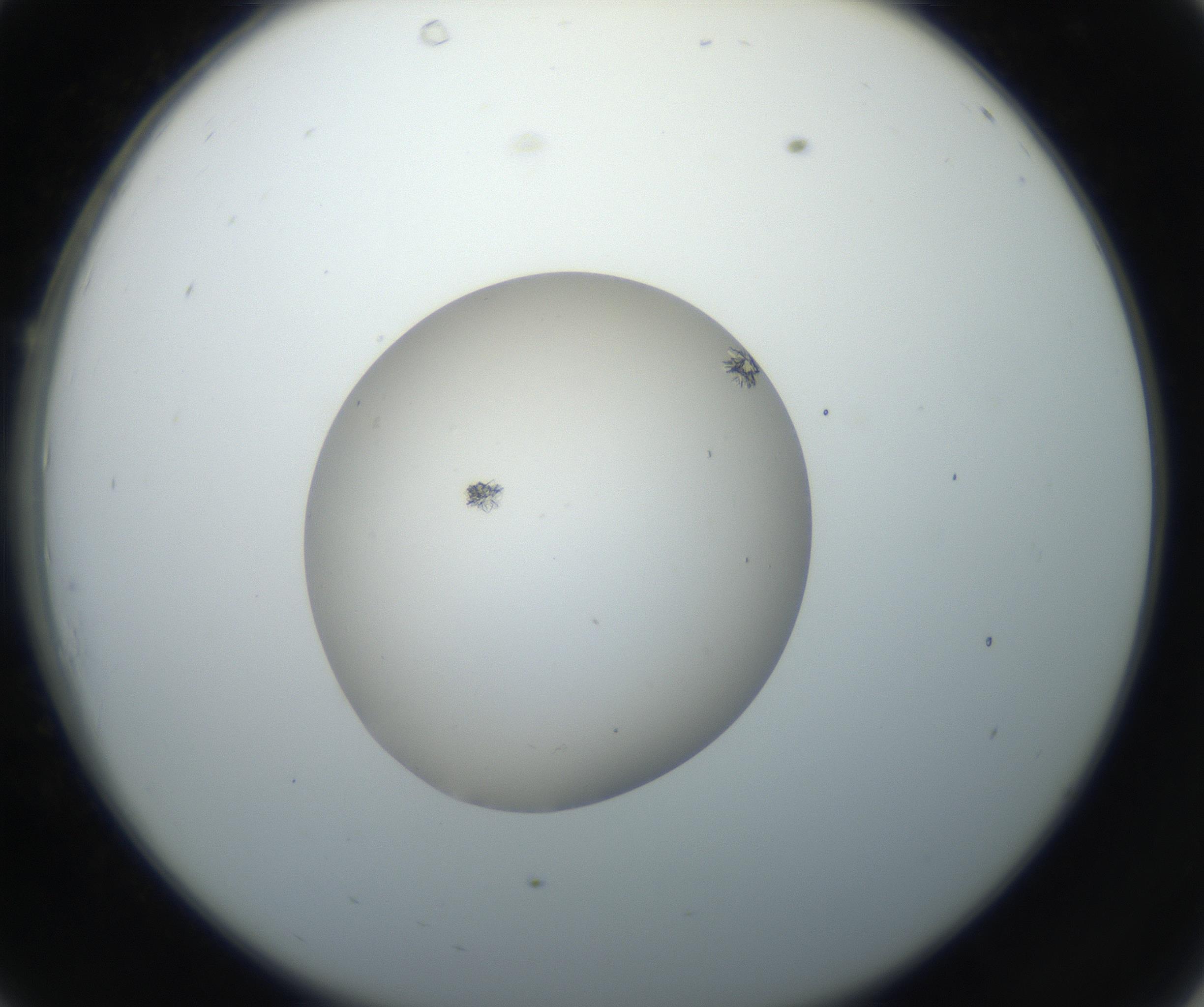 RI01_03_000_0212_Proj1_Clon1_MC_0000MC102662_005_160830_10_03_02_00_99_002_001_RAI.jpg