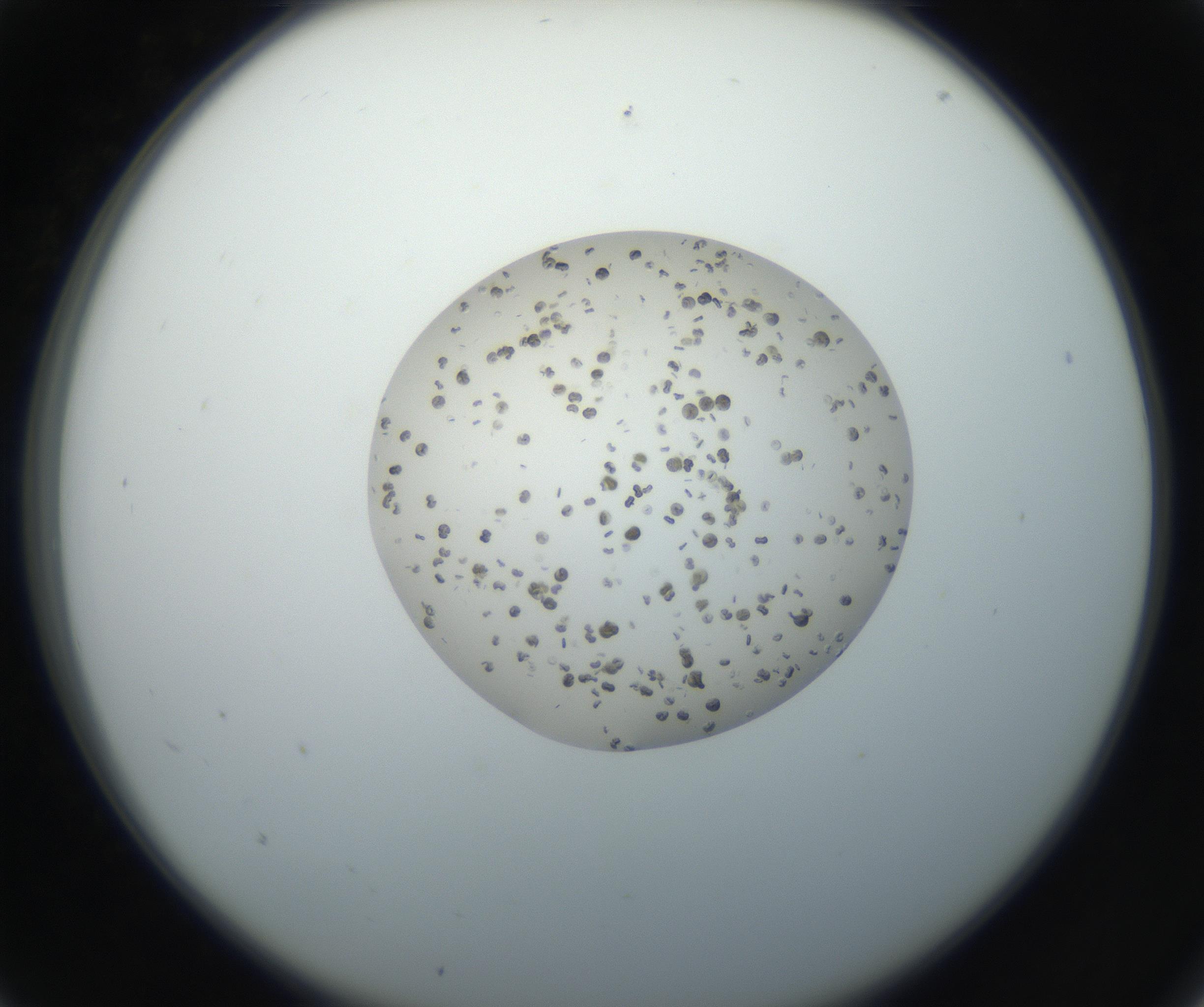 RI01_03_000_0212_Proj1_Clon1_MC_0000MC102663_004_160828_05_01_02_00_99_002_001_RAI.jpg