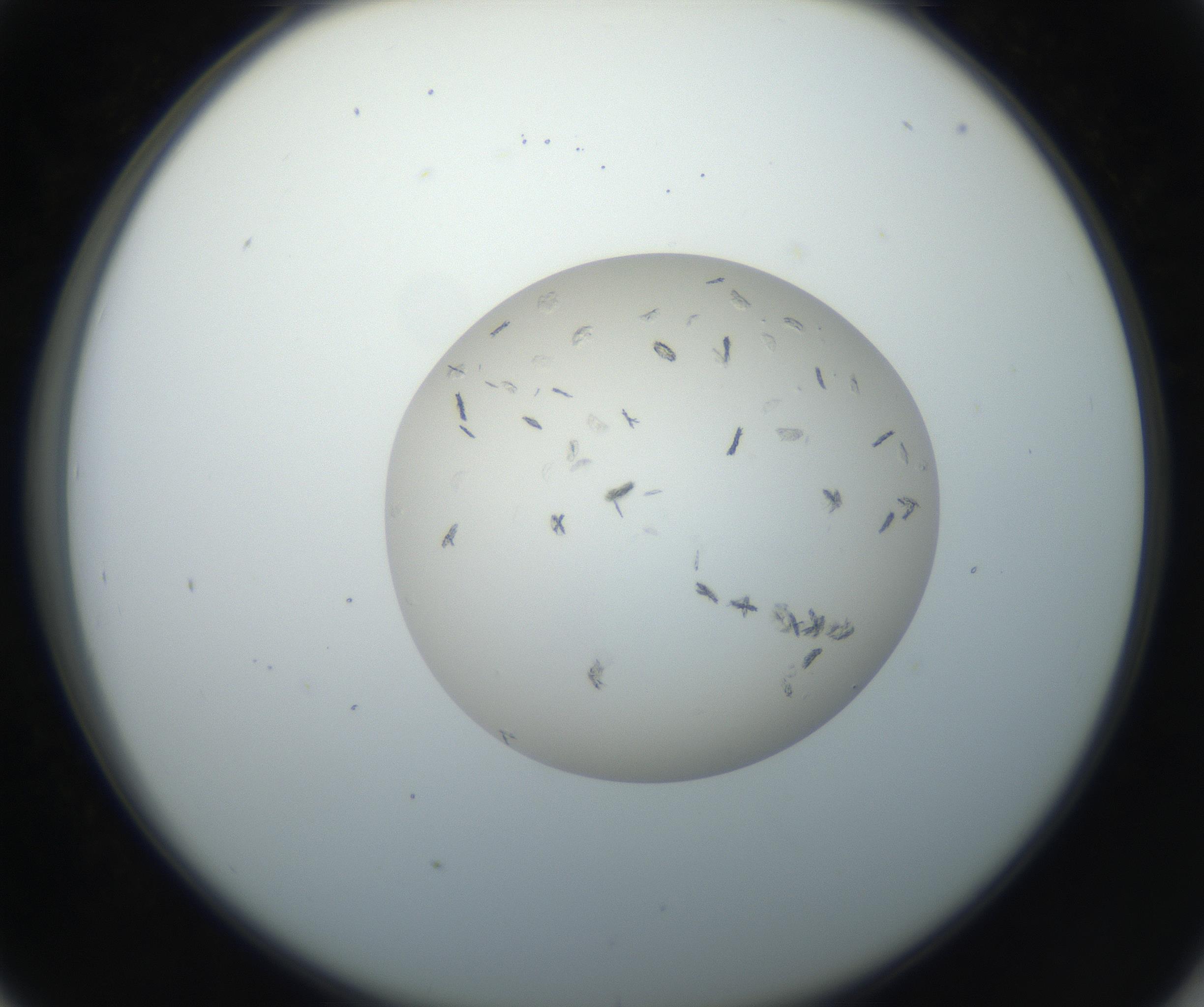 RI01_03_000_0212_Proj1_Clon1_MC_0000MC102663_004_160828_05_04_02_00_99_002_001_RAI.jpg