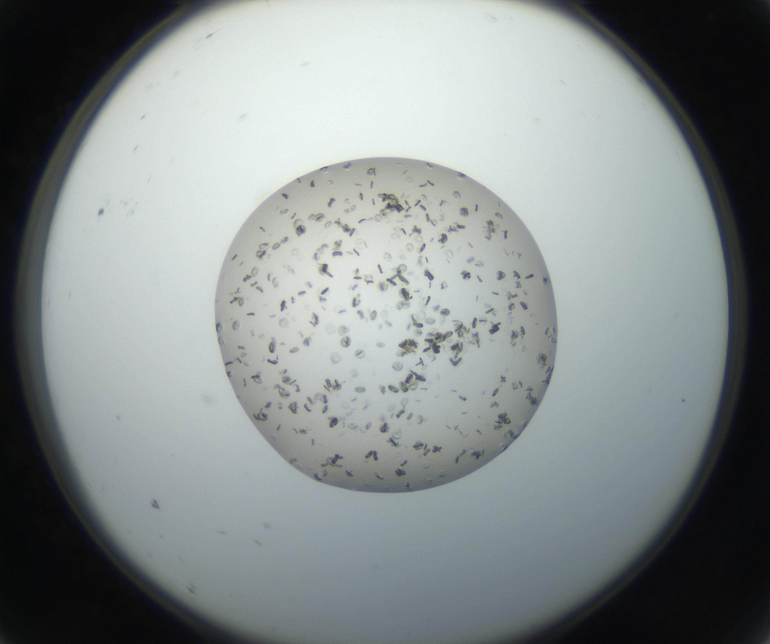 RI01_03_000_0212_Proj1_Clon1_MC_0000MC102663_004_160828_09_01_02_00_99_002_001_RAI.jpg
