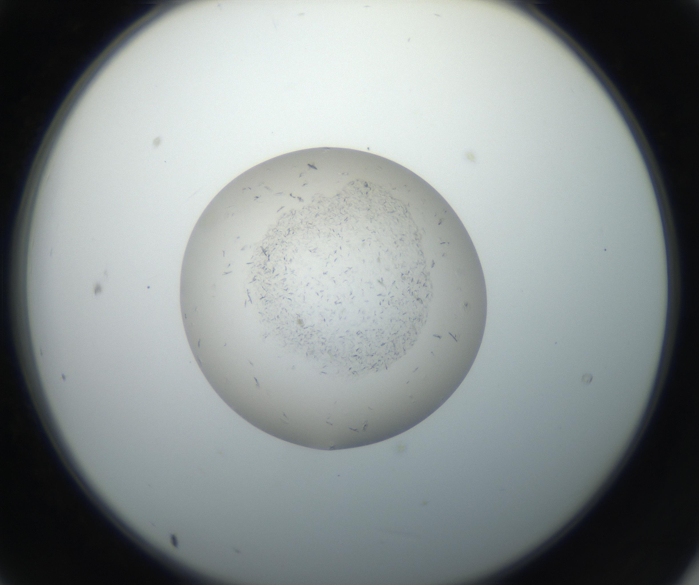 RI01_03_000_0212_Proj1_Clon1_MC_0000MC102663_004_160828_09_02_02_00_99_002_001_RAI.jpg