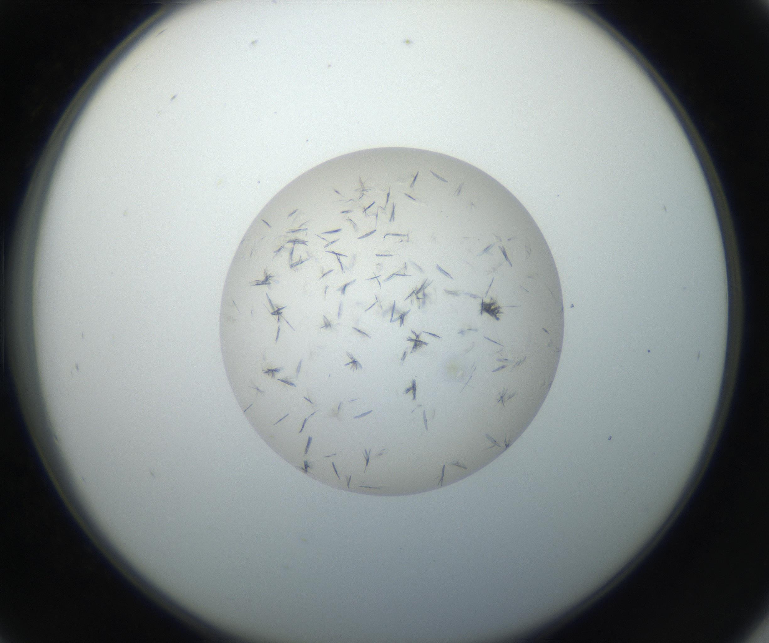 RI01_03_000_0212_Proj1_Clon1_MC_0000MC102663_004_160828_09_04_02_00_99_002_001_RAI.jpg