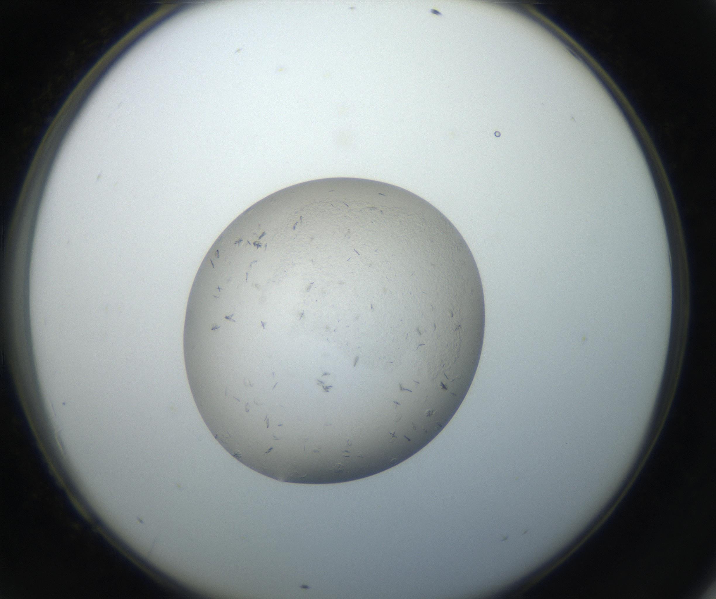 RI01_03_000_0212_Proj1_Clon1_MC_0000MC102663_004_160828_09_06_02_00_99_002_001_RAI.jpg