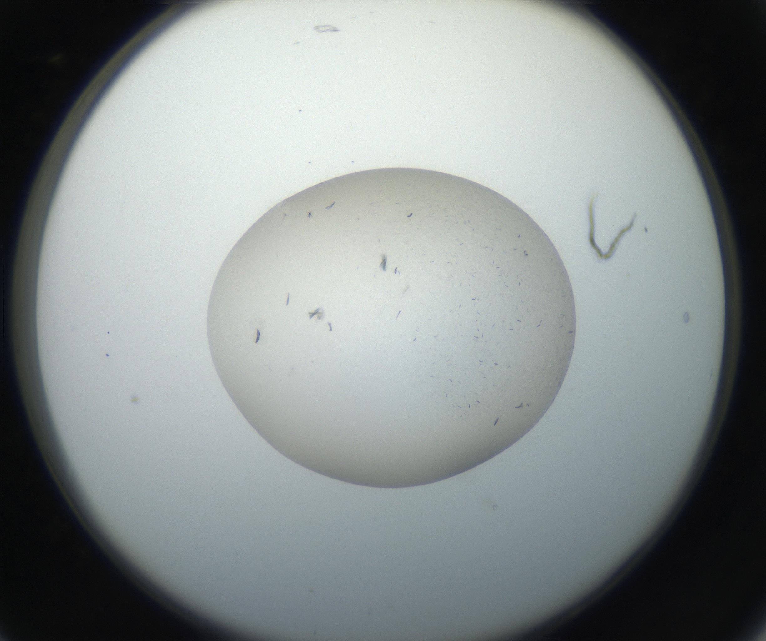 RI01_03_000_0212_Proj1_Clon1_MC_0000MC102663_005_160830_05_02_02_00_99_002_001_RAI.jpg