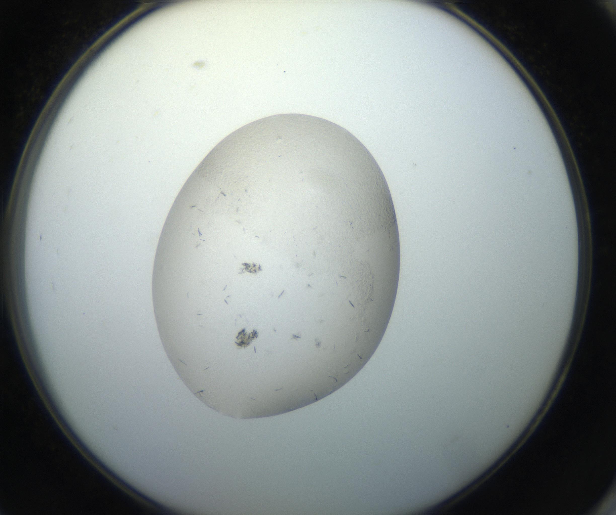RI01_03_000_0212_Proj1_Clon1_MC_0000MC102663_005_160830_09_08_02_00_99_002_001_RAI.jpg