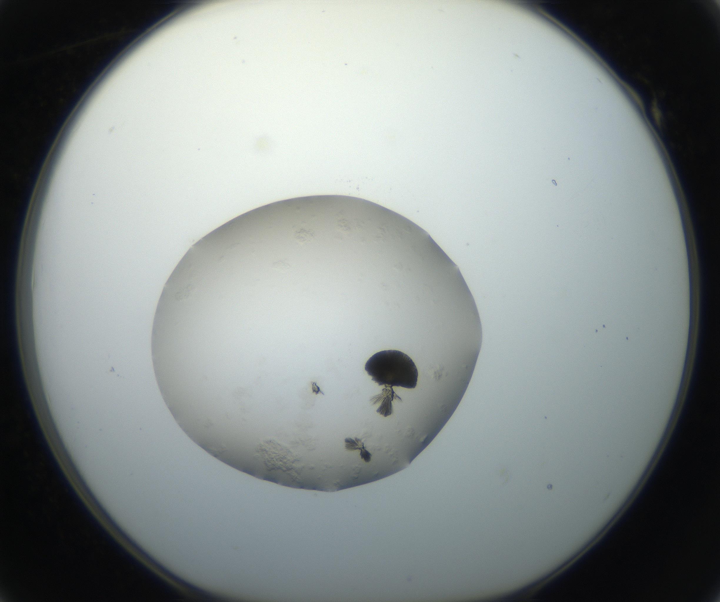 RI01_03_000_0212_Proj1_Clon1_MC_0000MC102664_004_160828_01_05_01_00_99_002_001_RAI.jpg