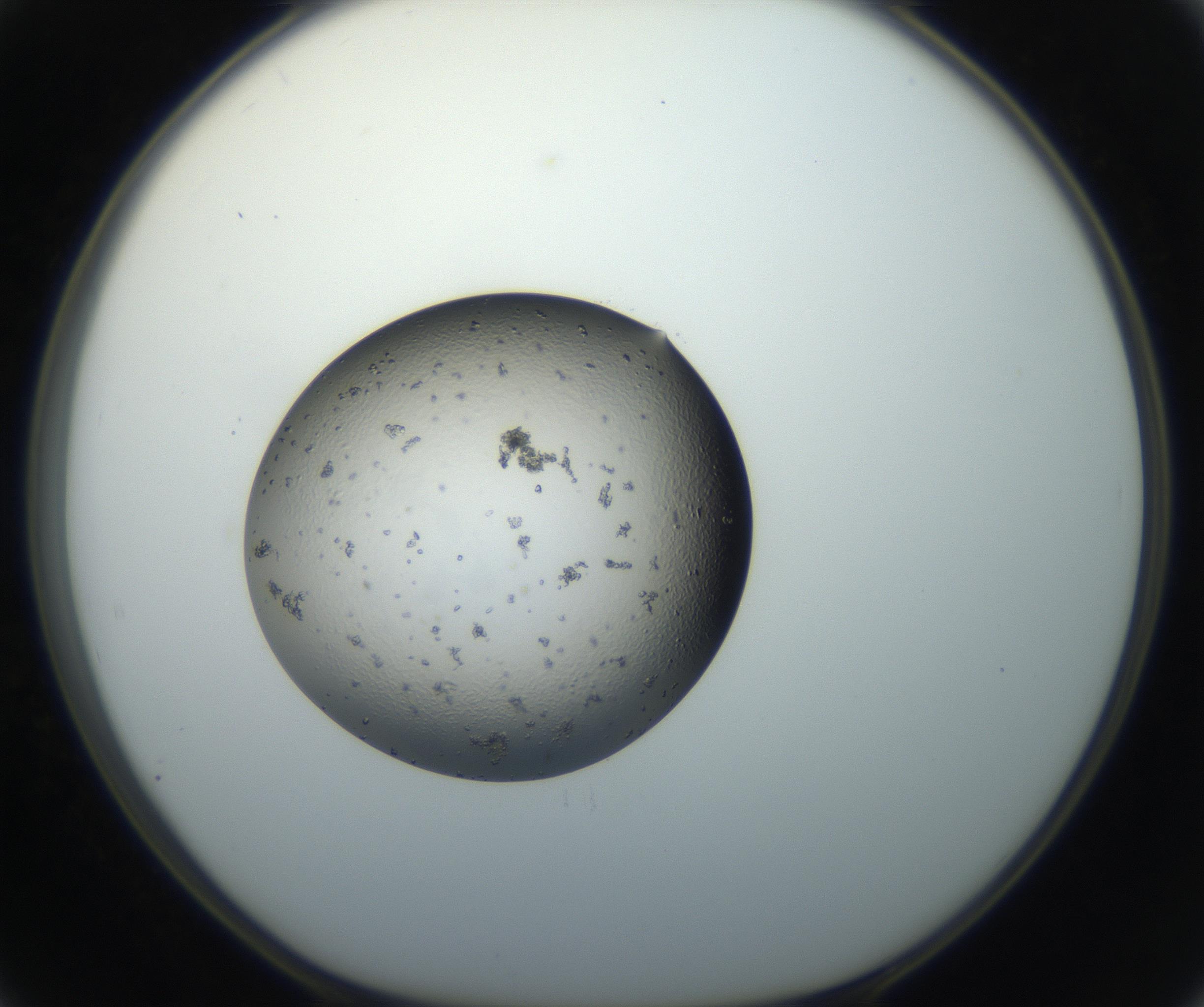 RI01_03_000_0212_Proj1_Clon1_MC_0000MC102664_004_160828_02_05_01_00_99_002_001_RAI.jpg