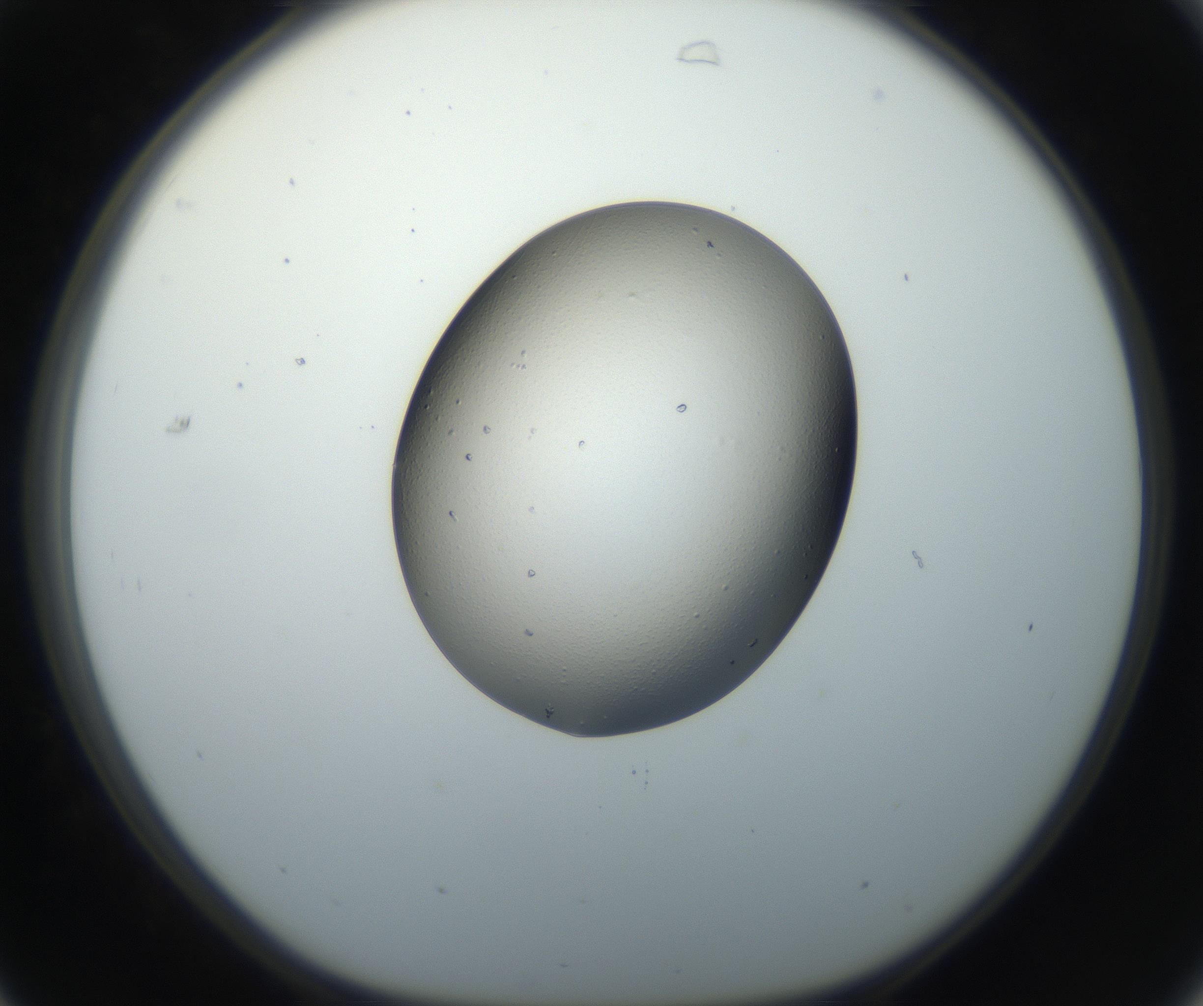 RI01_03_000_0212_Proj1_Clon1_MC_0000MC102664_004_160828_07_03_01_00_99_002_001_RAI.jpg