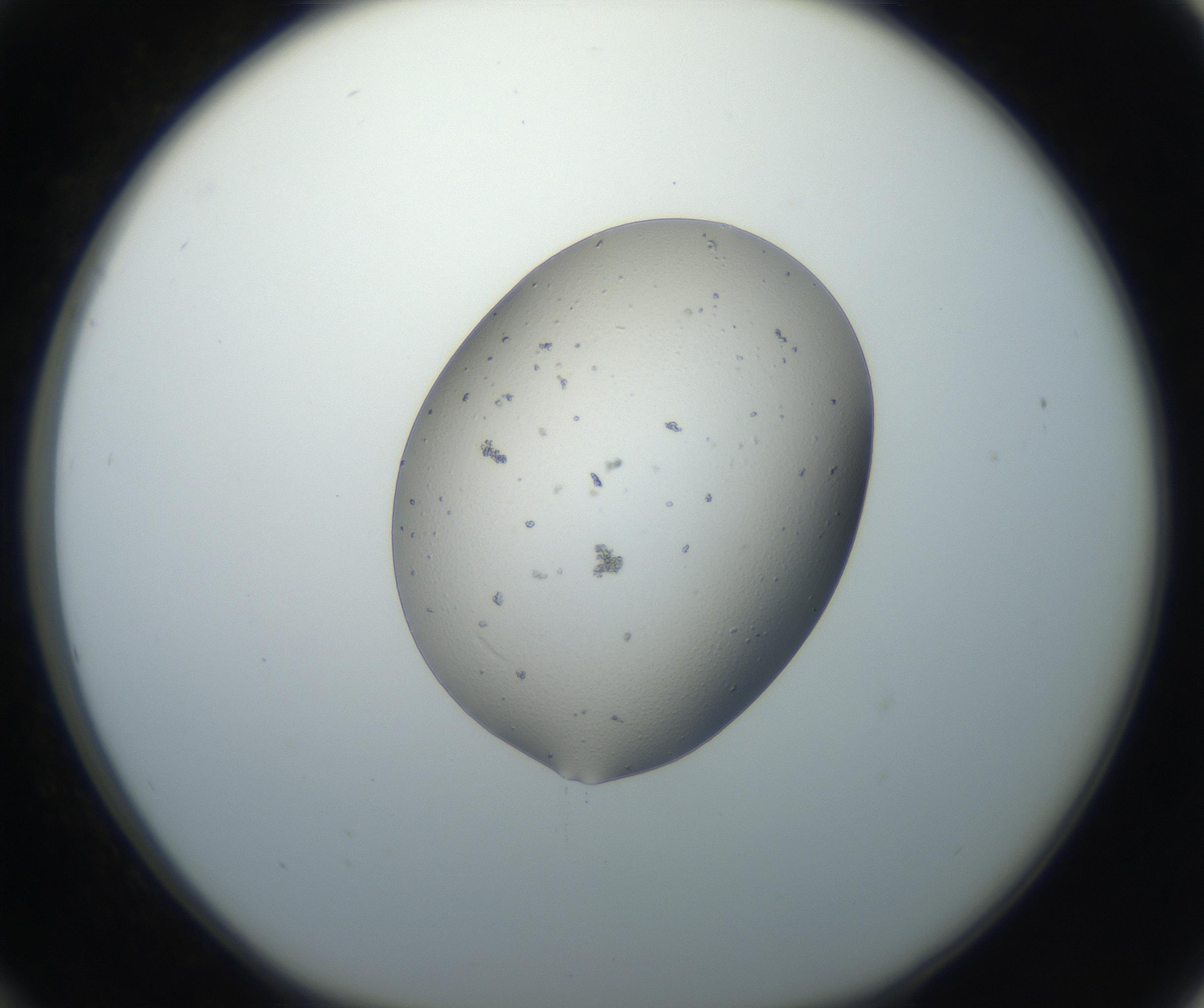 RI01_03_000_0212_Proj1_Clon1_MC_0000MC102664_004_160828_12_03_01_00_99_002_001_RAI.jpg