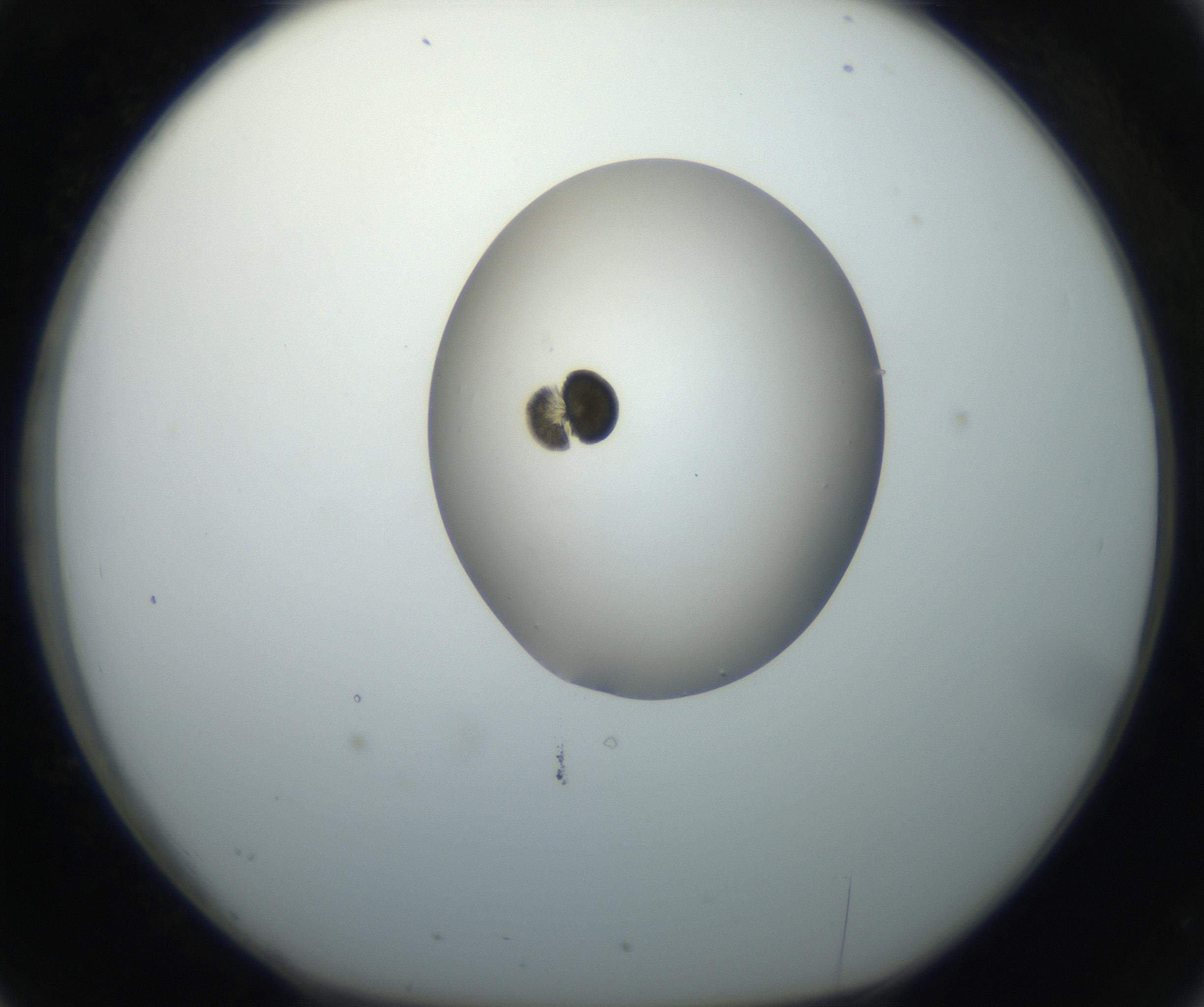 RI01_03_000_0212_Proj1_Clon1_MC_0000MC102664_005_160830_02_03_01_00_99_002_001_RAI.jpg