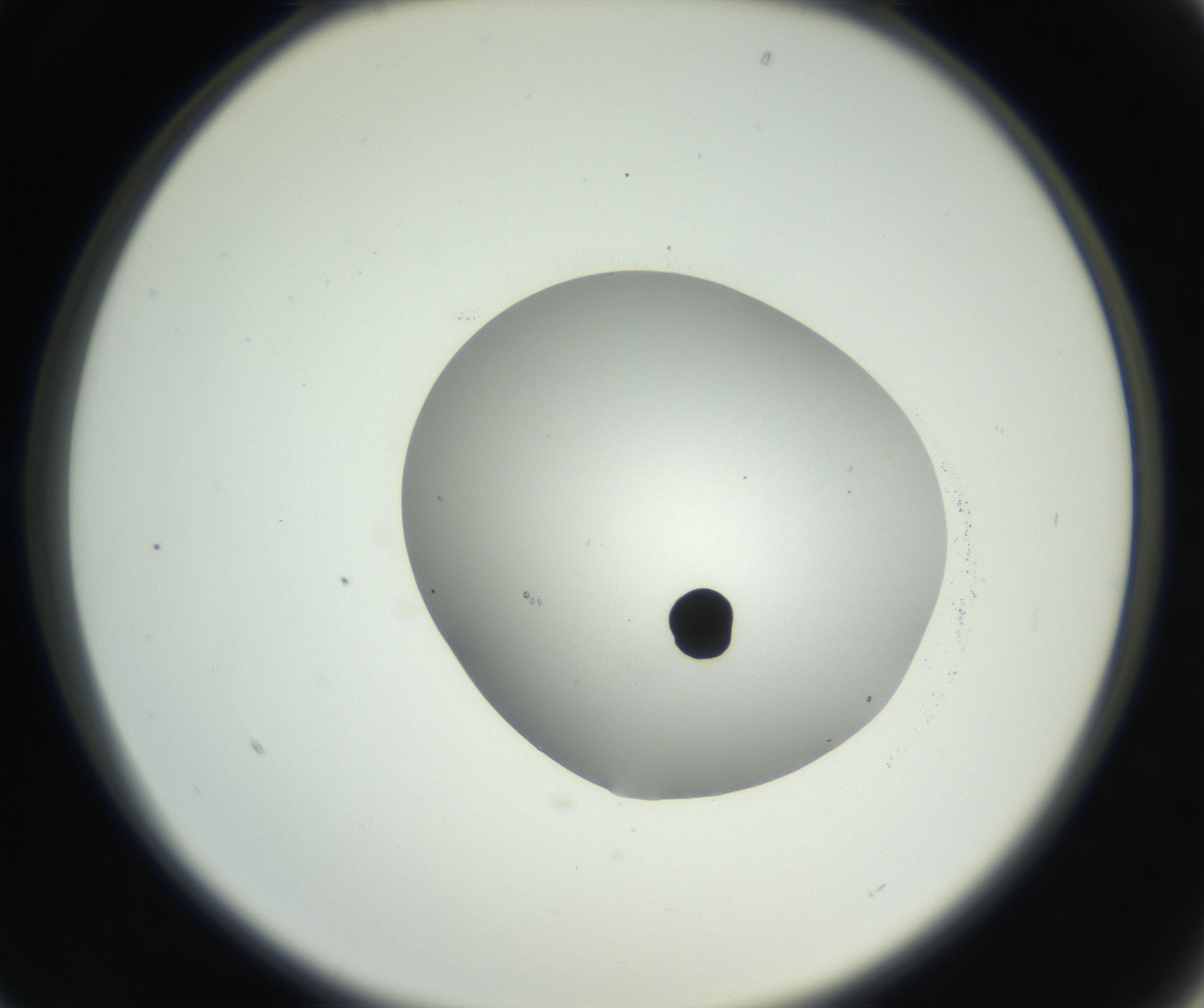 RI01_03_000_0212_Proj1_Clon1_MC_0000MC102666_004_160828_01_02_02_00_99_002_001_RAI.jpg