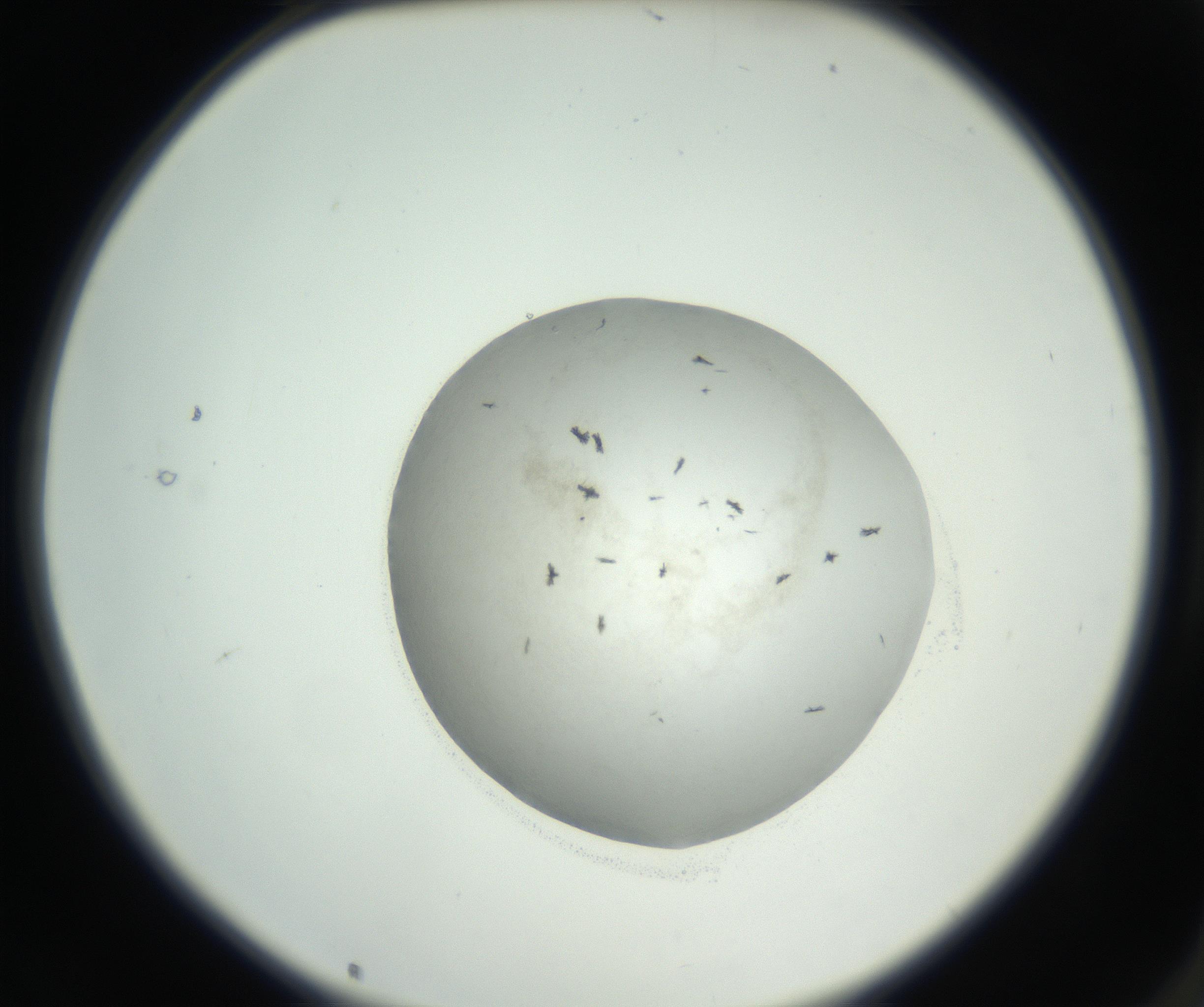 RI01_03_000_0212_Proj1_Clon1_MC_0000MC102666_004_160828_02_01_02_00_99_002_001_RAI.jpg