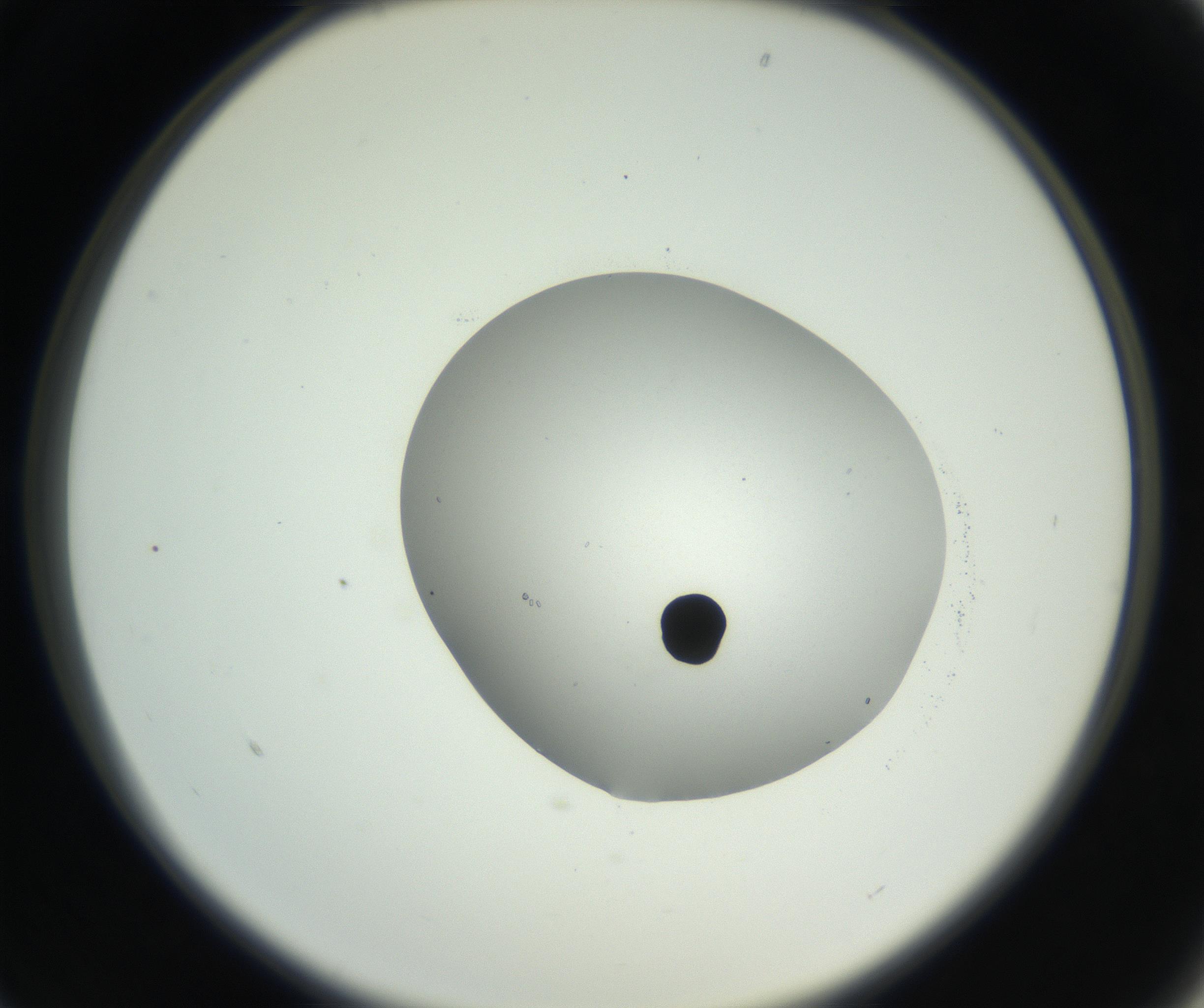RI01_03_000_0212_Proj1_Clon1_MC_0000MC102666_005_160830_01_02_02_00_99_002_001_RAI.jpg