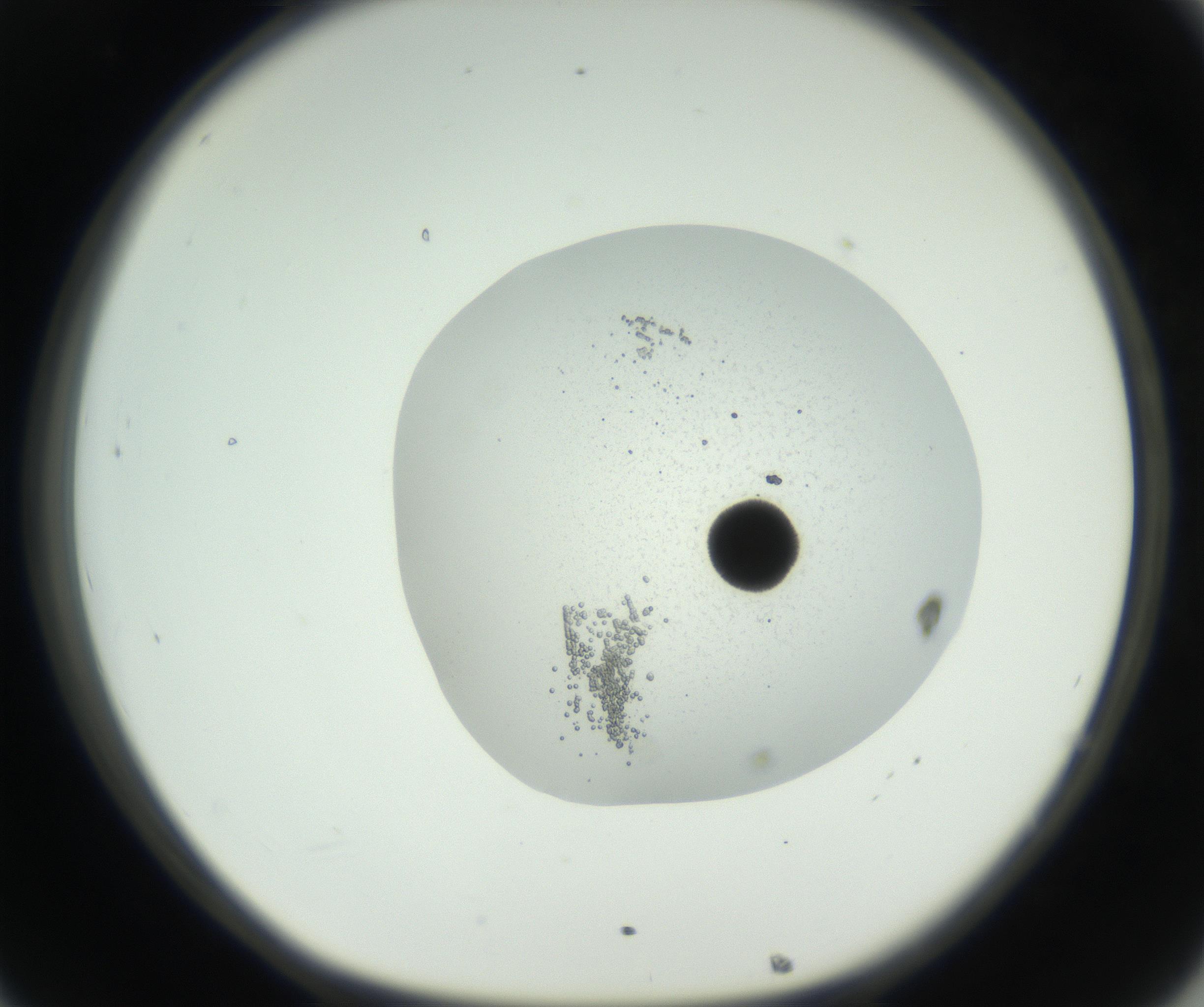 RI01_03_000_0212_Proj1_Clon1_MC_0000MC102666_007_160906_08_03_01_00_99_002_001_RAI.jpg